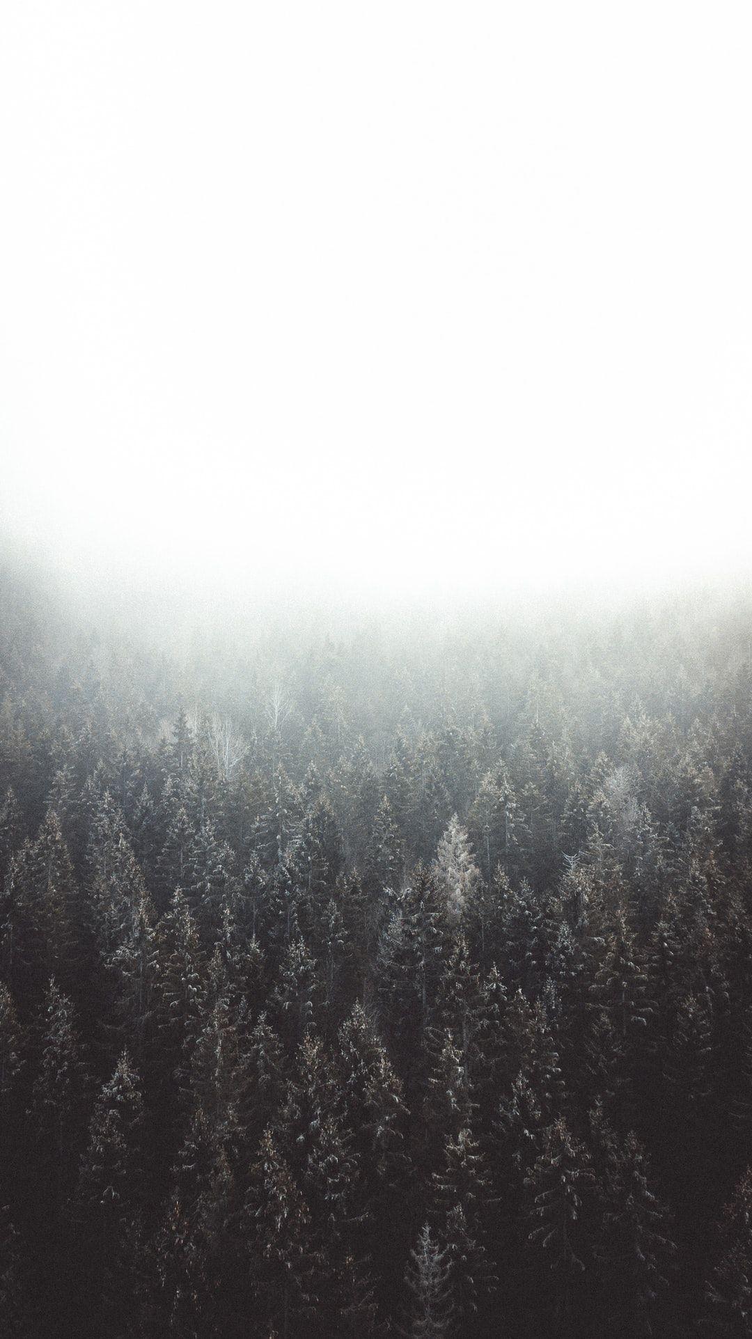 1080x1923 iPhone XR Wallpaper: Free HD Download .com