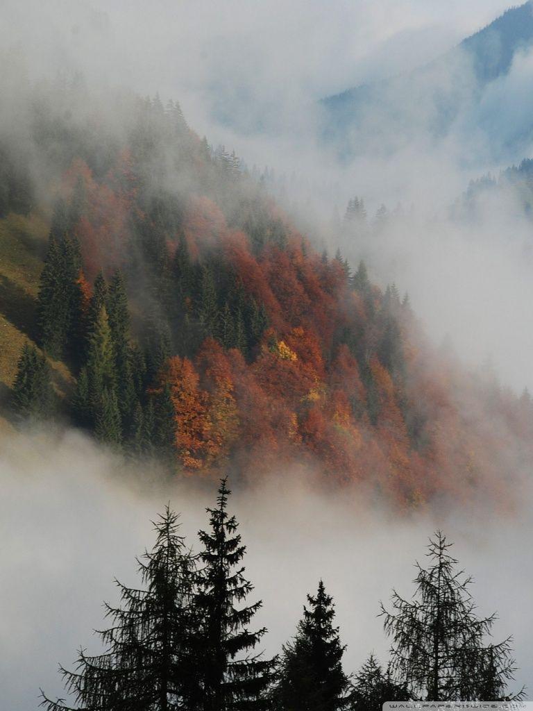 768x1024 Mist Forest Trees Mountains IPhone .mountain Hd Wallpaper.