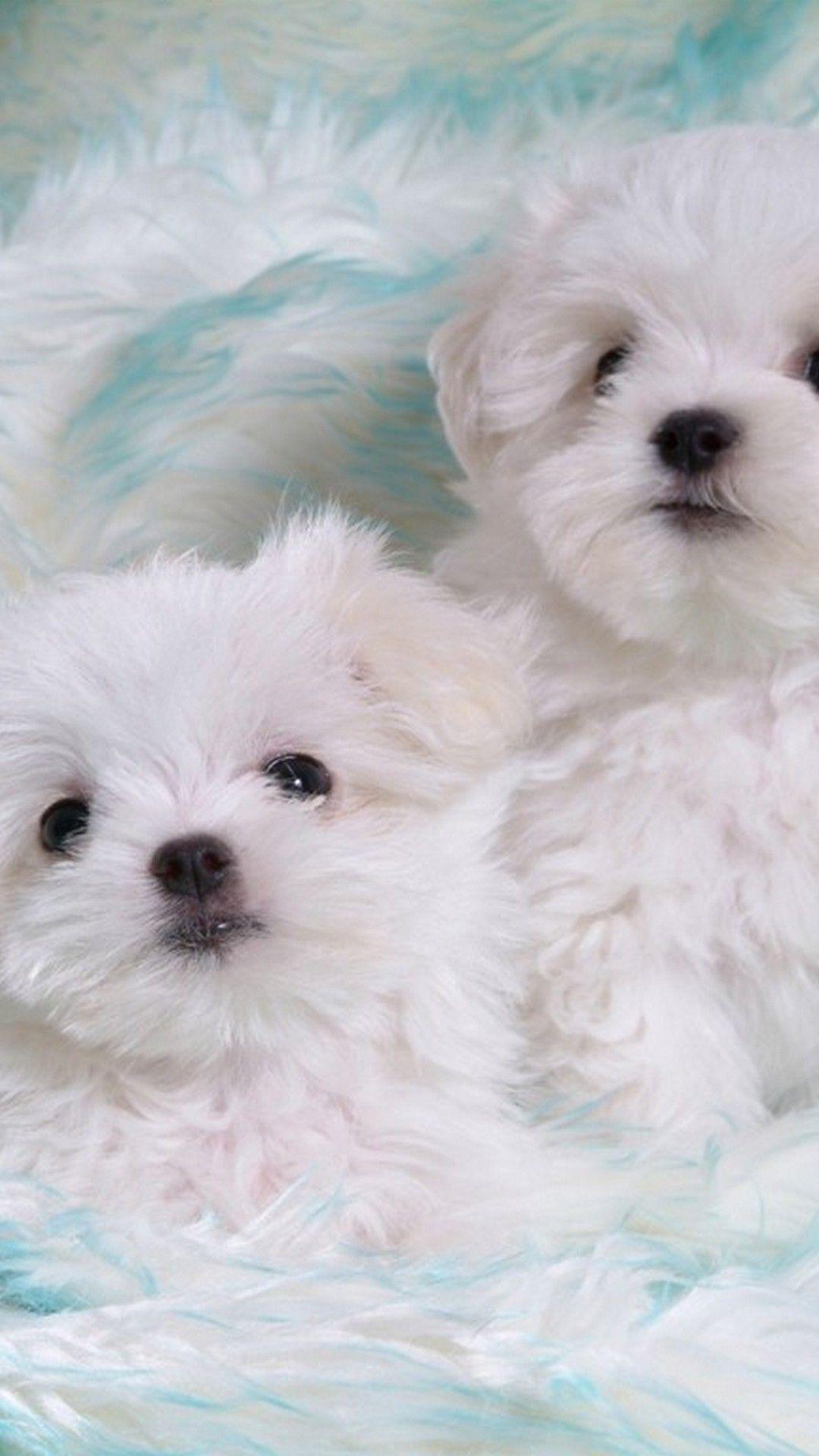 1080x1920 Maltese Puppies Wallpaper 04 Best Free .com