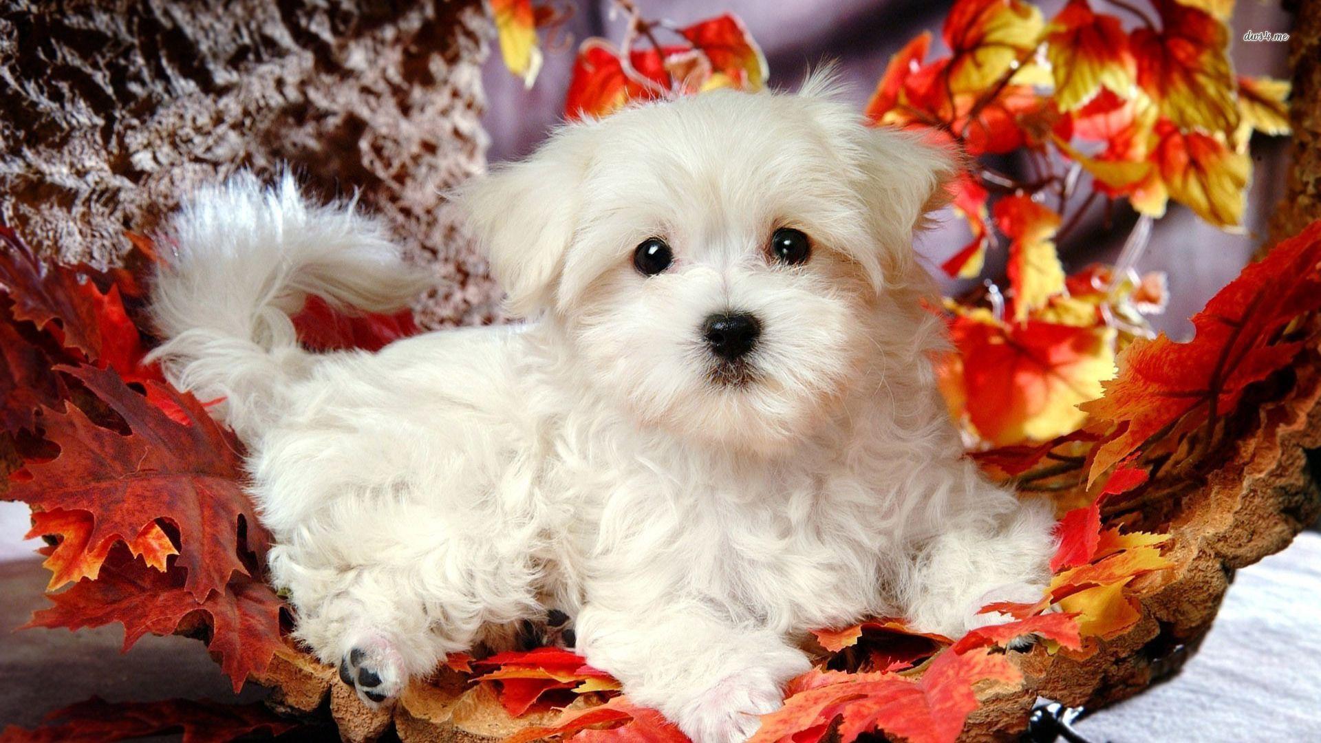 1920x1080 Maltese