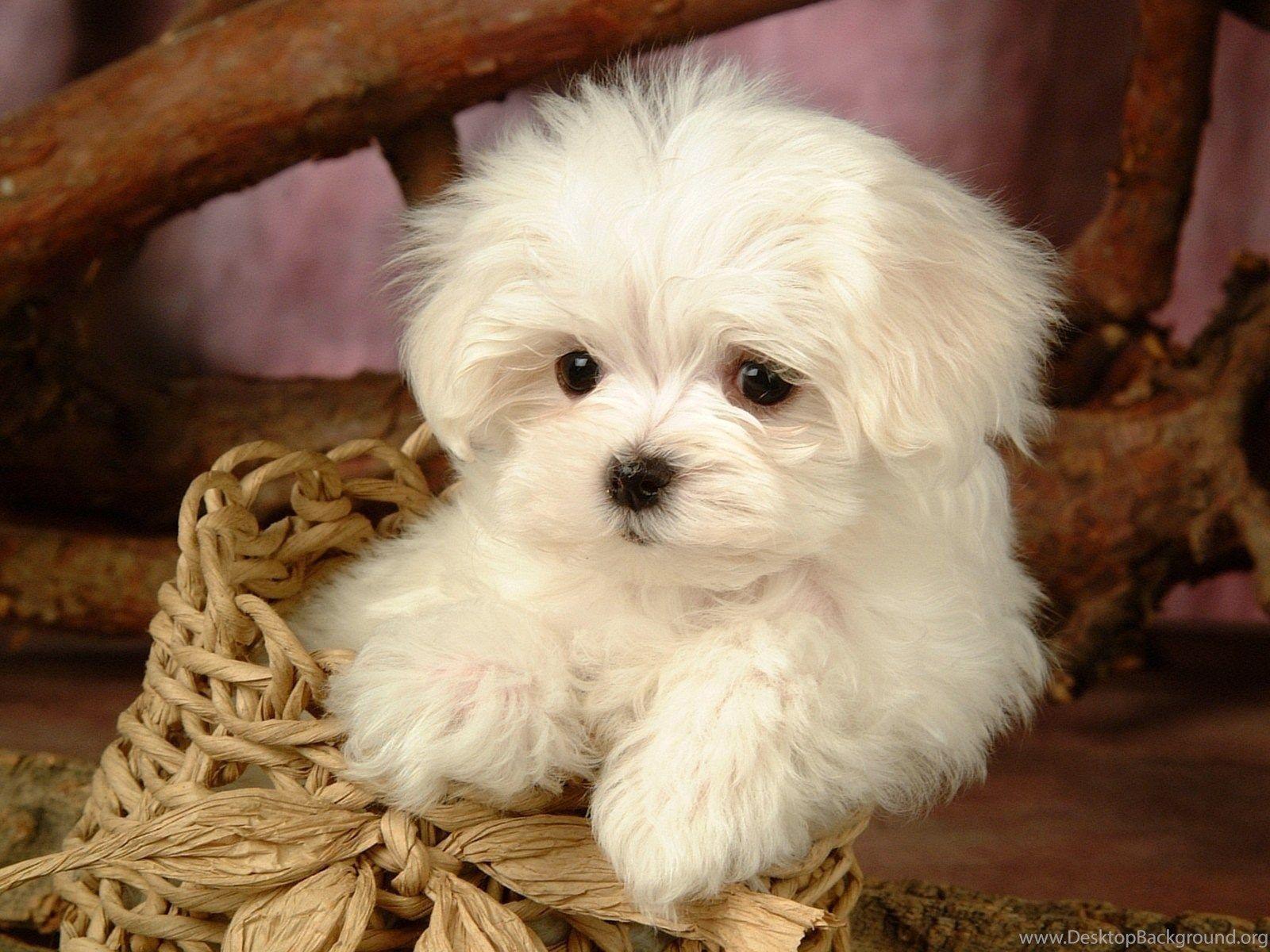 1600x1200 Fluffy Maltese Puppy Dogs White Maltese .
