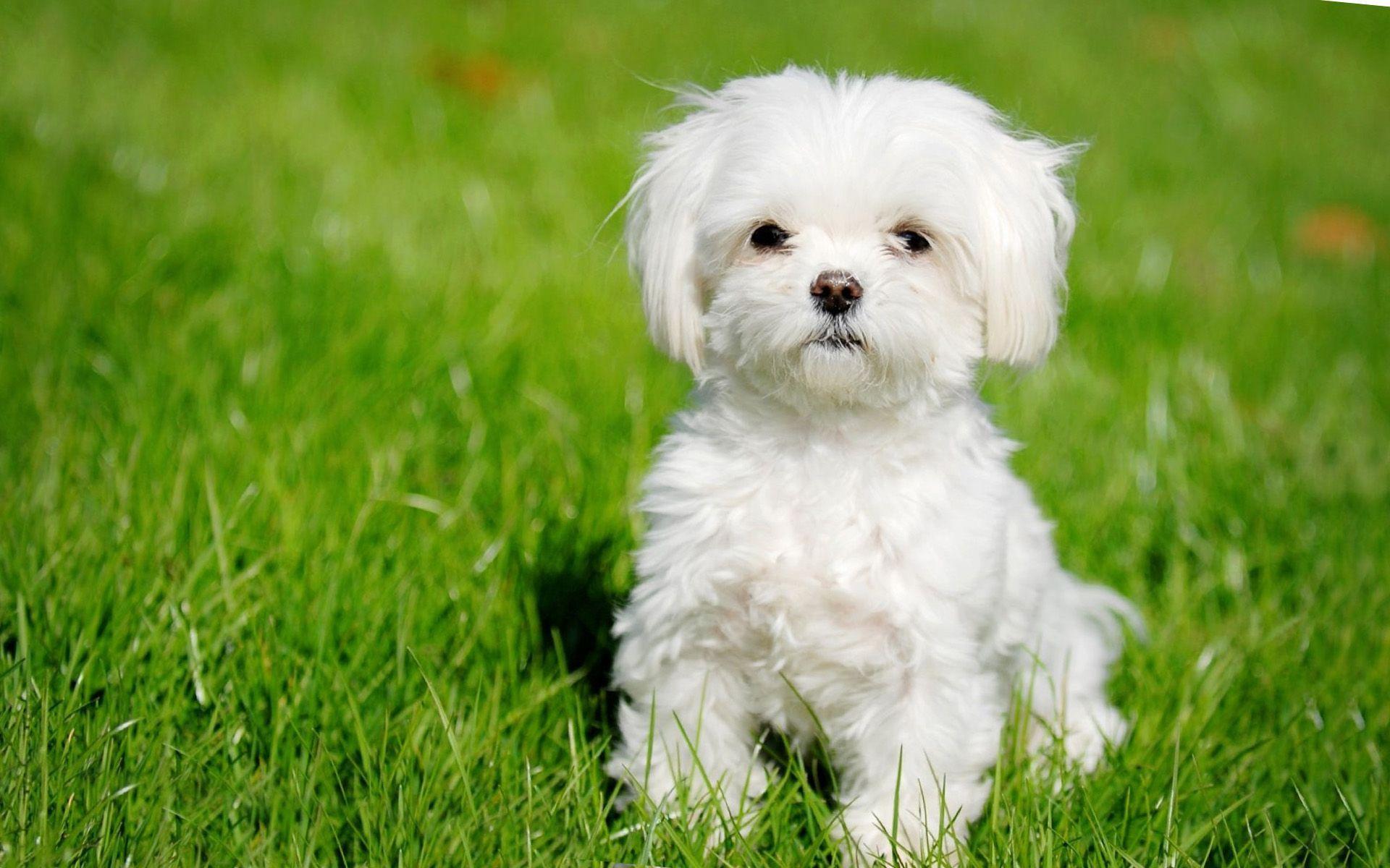 1920x1200 Teacup Puppies Wallpaper