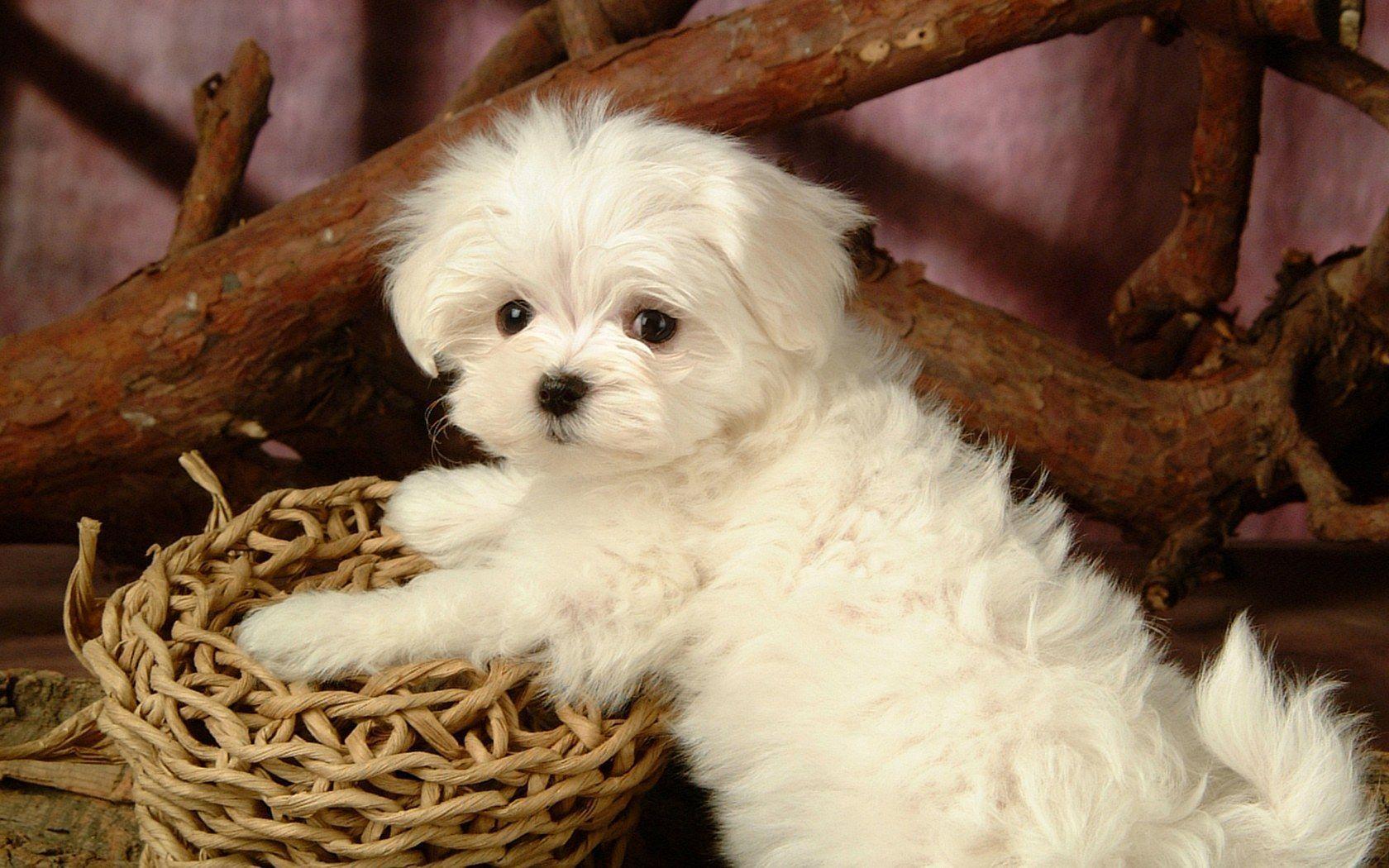 1680x1050 Maltese