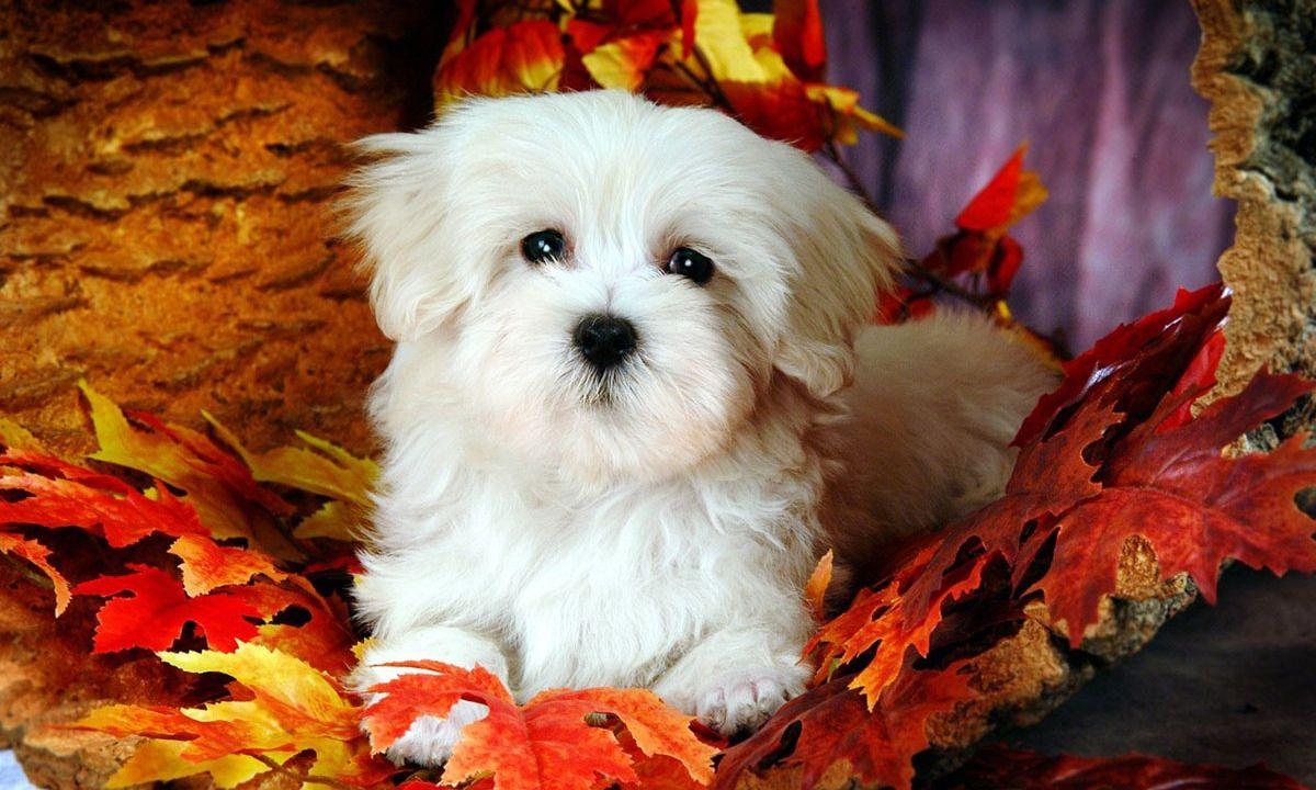 1200x720 Maltese Puppies Wallpaper .line.