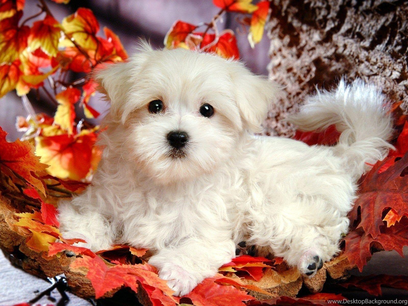 1600x1200 Fluffy Maltese Puppy Dogs White Maltese .