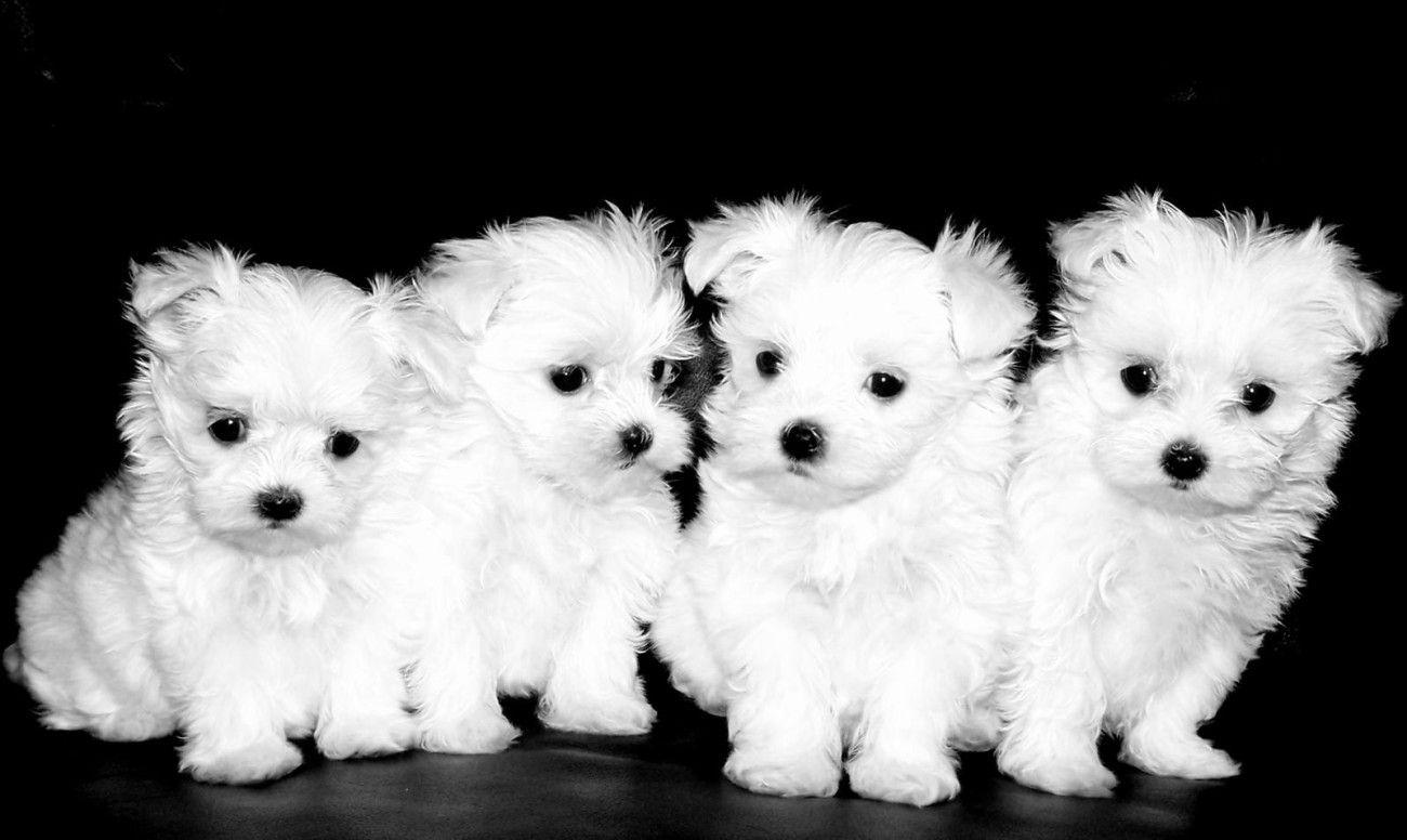 1300x776 Maltese Tlc Puppy Love Puppies .itl.cat