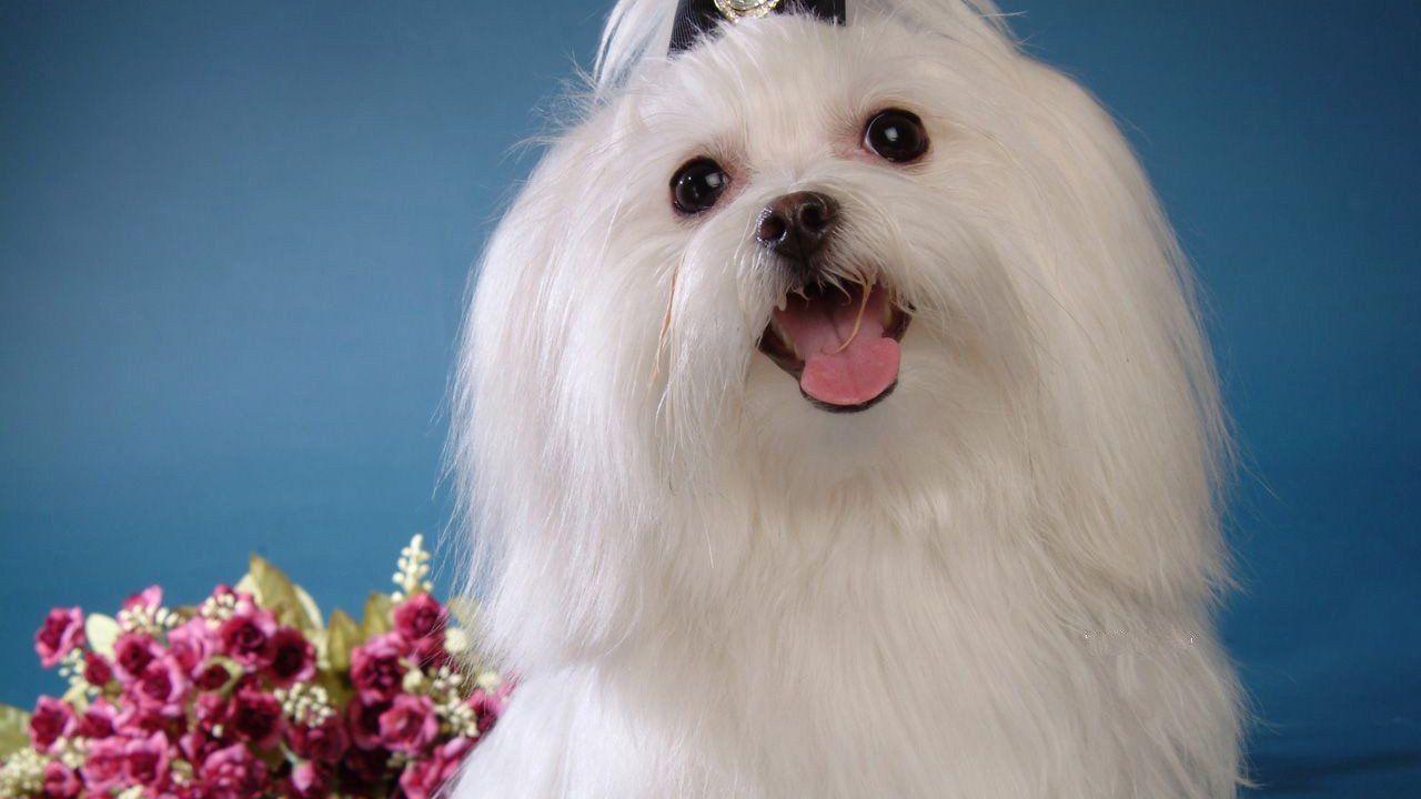 1280x720 Maltese, Puppy, Flower, Sweet, Dog .