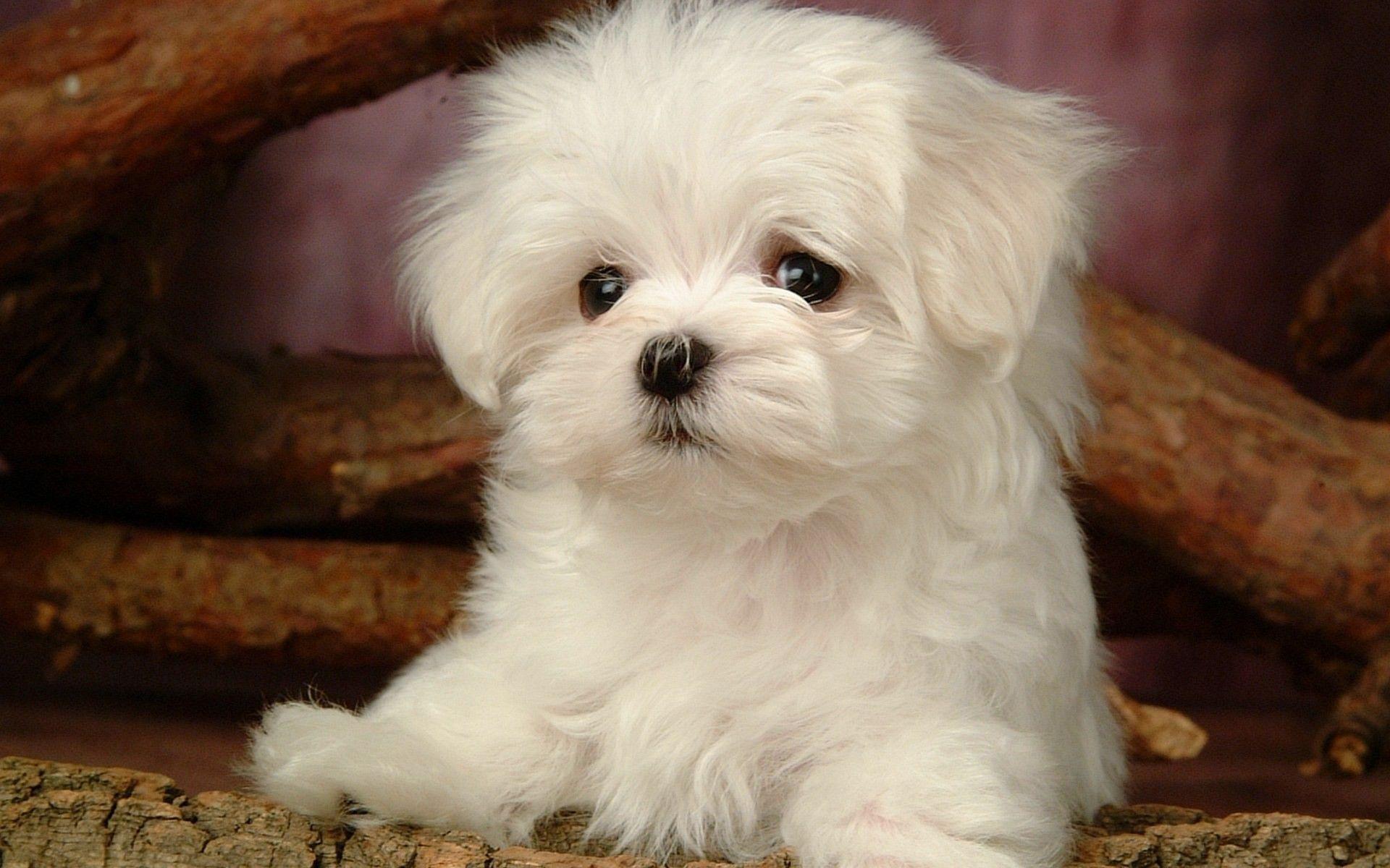 1920x1200 Fluffy, Maltese, Puppy, White, Dog .