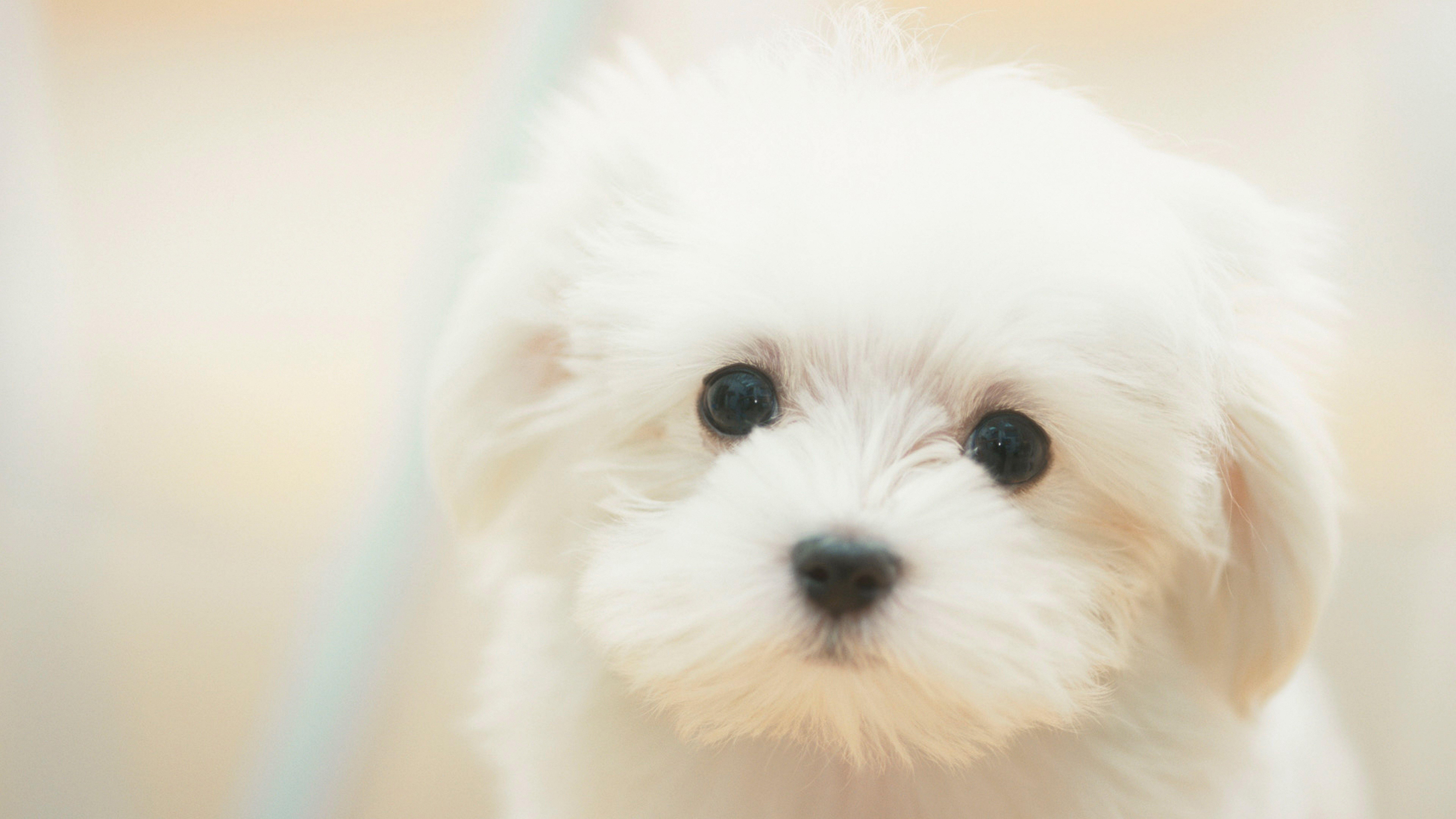 7680x4320 cute white maltese puppy wallpaper dog .