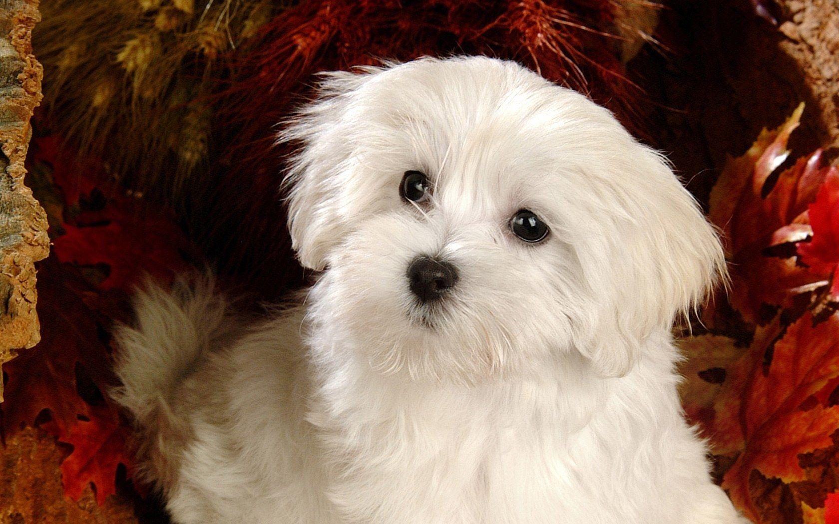 1680x1050 Fluffy Maltese Puppy Dogs .