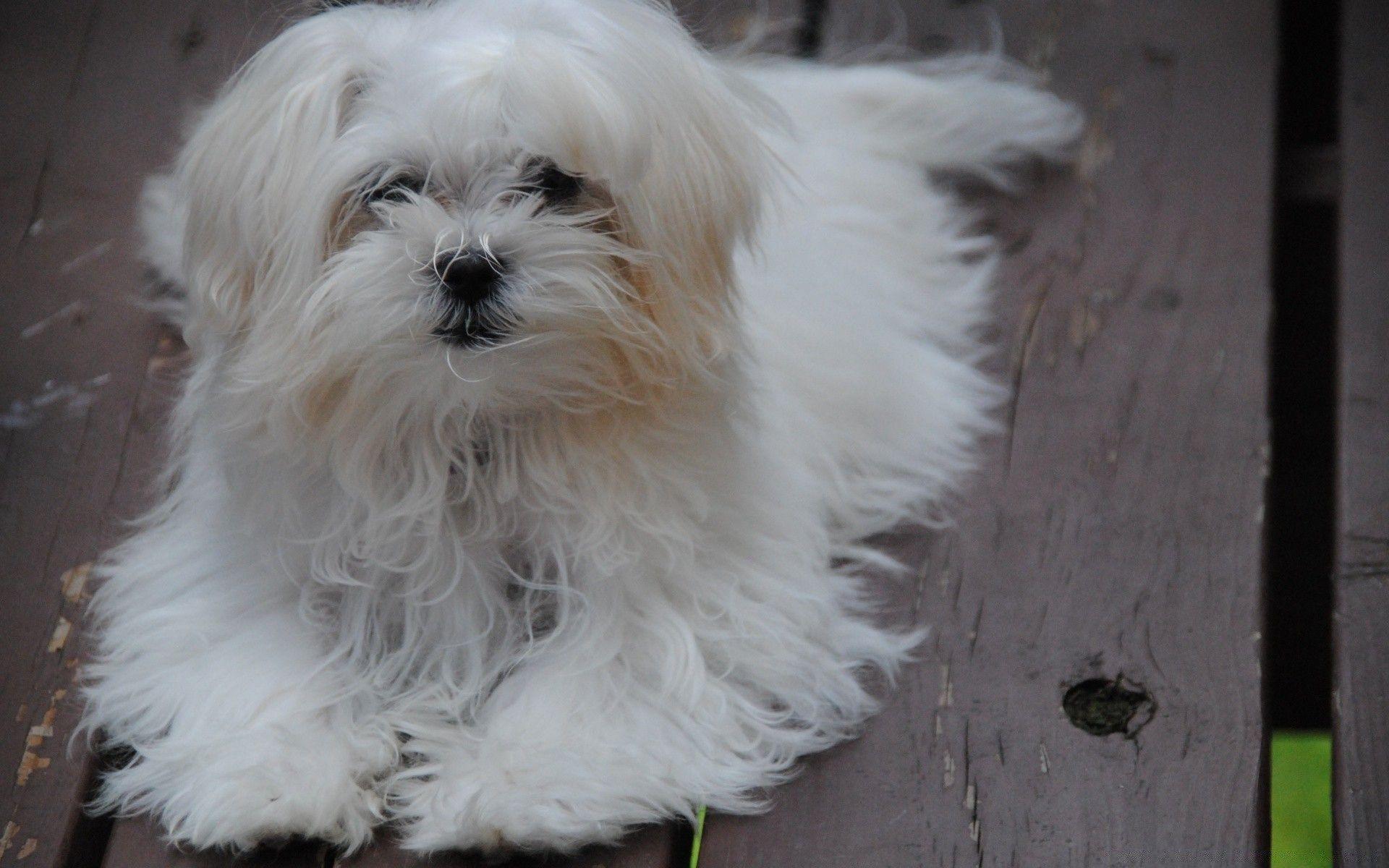 1920x1200 Maltese Puppy Wallpapermillion