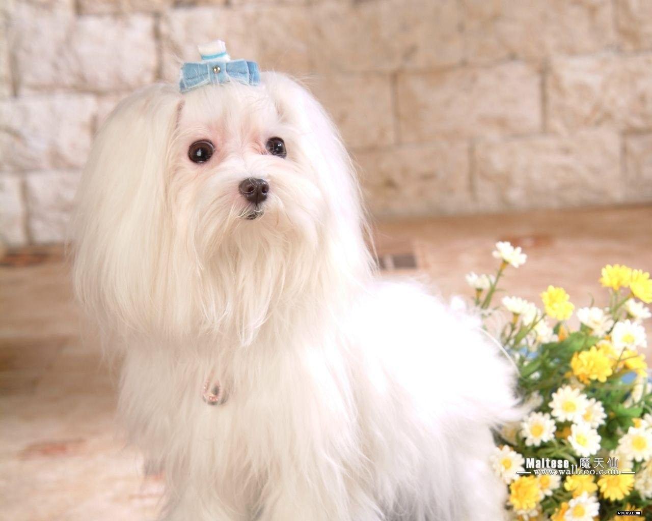 1280x1024 Very Cute White Puppy Wallpaper on .wallpaper.dog
