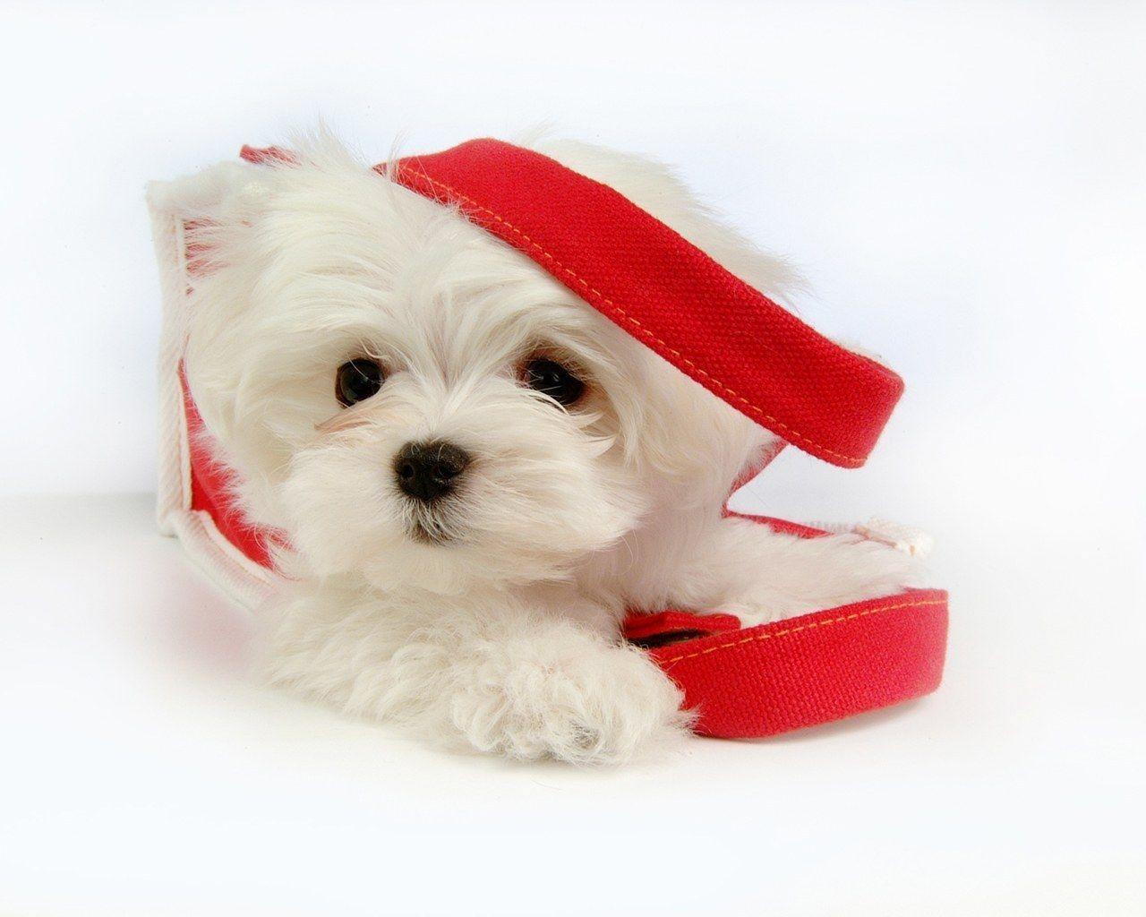 1280x1024 Maltese Wallpaper on .