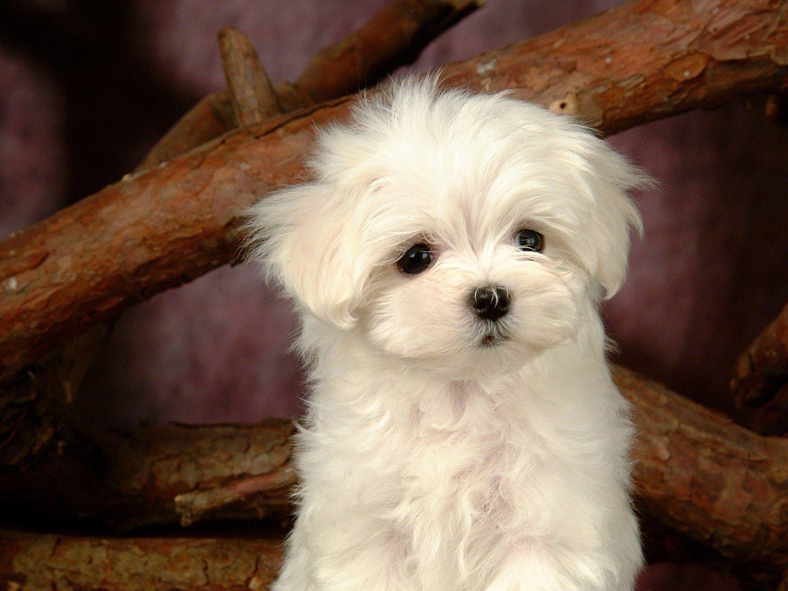 1600x1200 Fluffy Maltese Puppy Dogs .