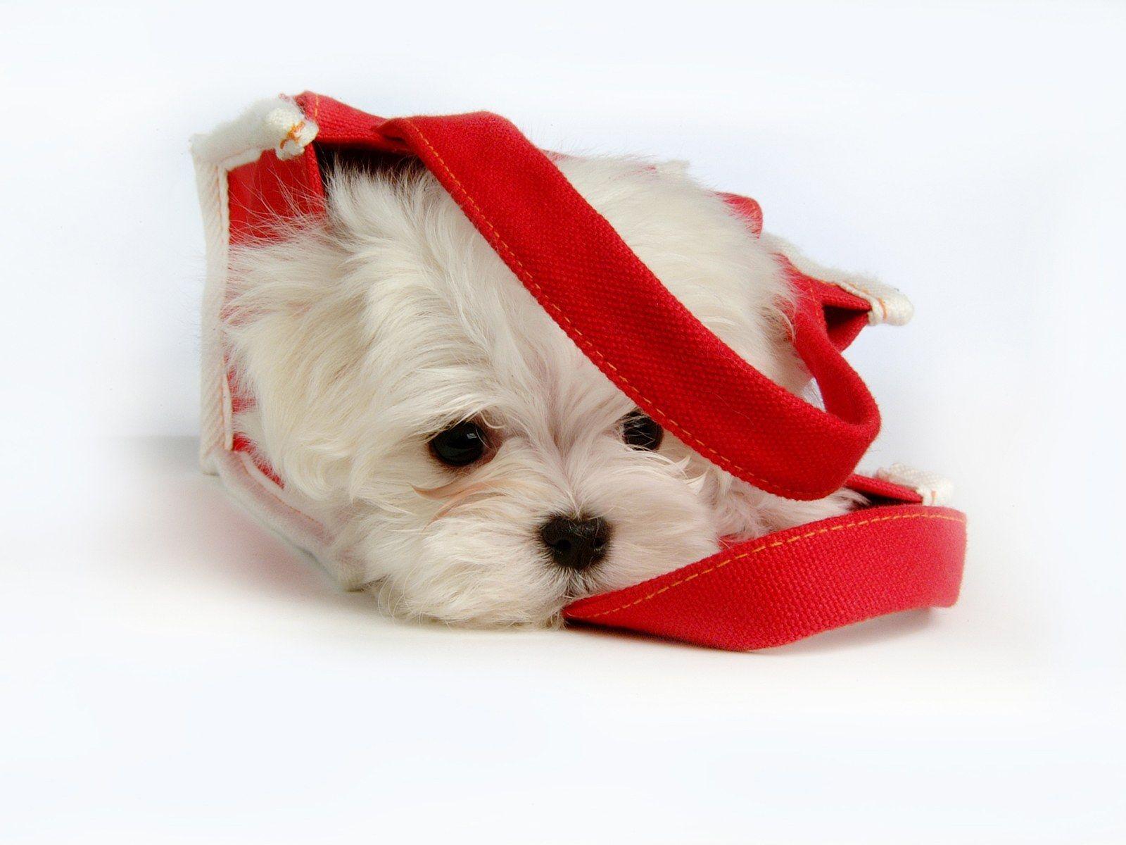 1600x1200 Maltese Wallpaper