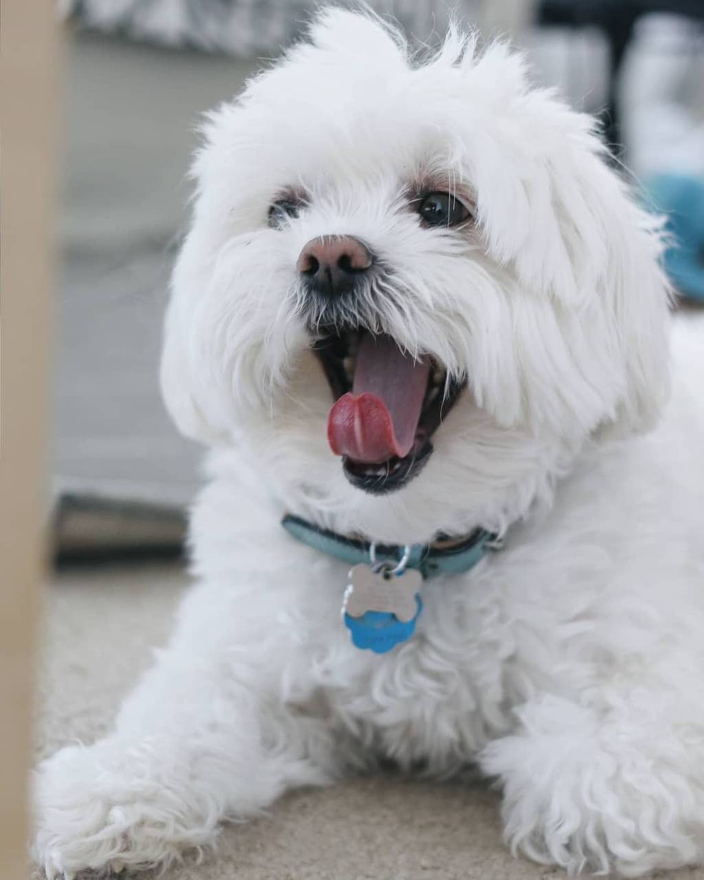 1024x1280 Cute Maltese dog wallpaper by n4nazir .