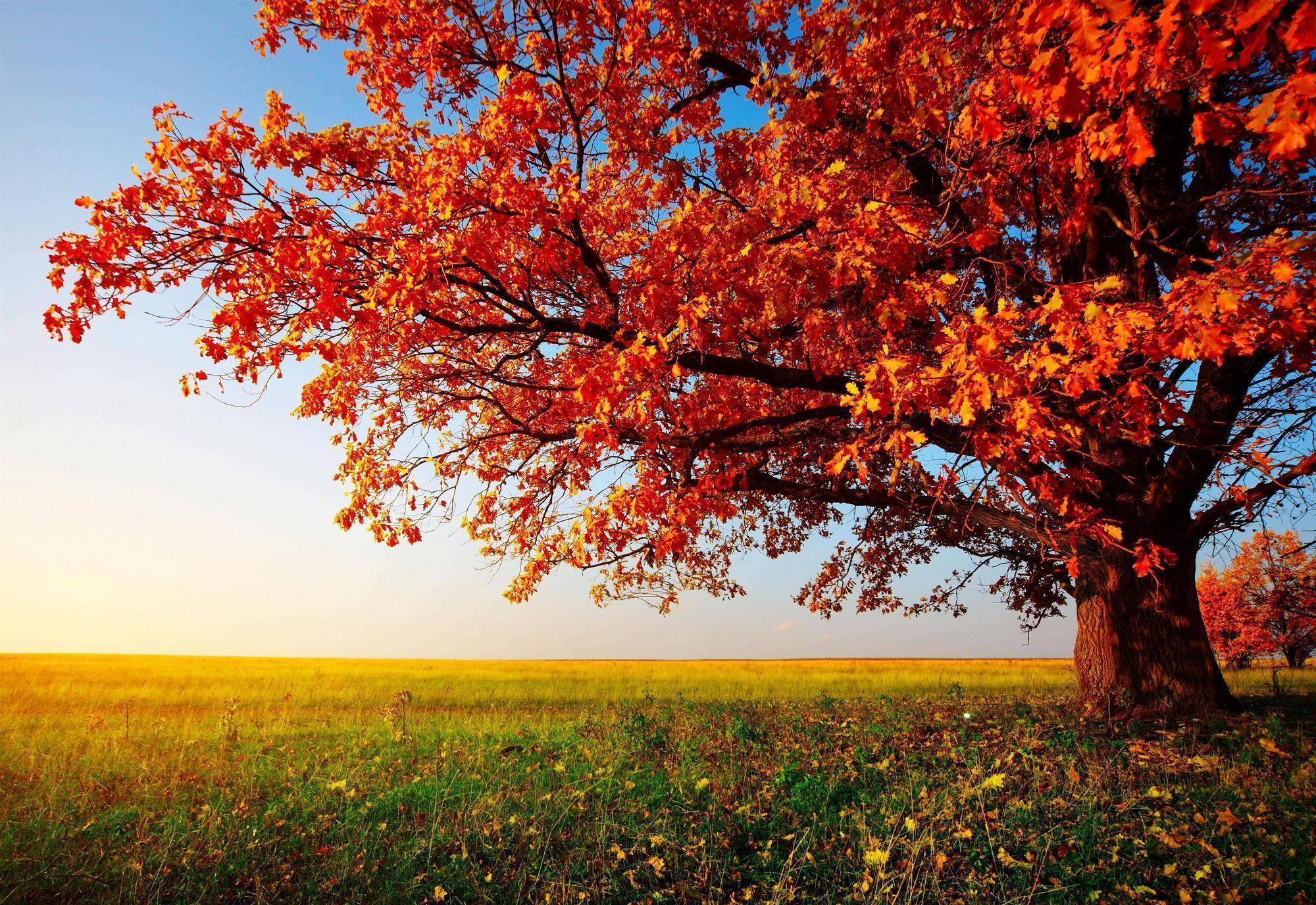 Hình nền cây mùa thu: Những cây lá rực rỡ mùa thu luôn mang lại cảm giác ấm áp và gần gũi với thiên nhiên. Hãy sử dụng những hình nền cây mùa thu đẹp mắt của chúng tôi để tạo không gian làm việc sống động và đầy cảm hứng.