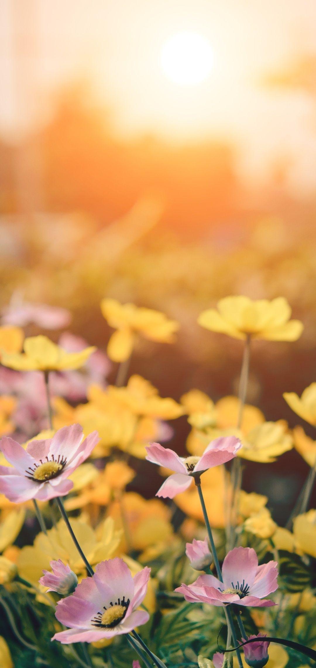 Huawei Flower Wallpapers Top Free Huawei Flower Backgrounds