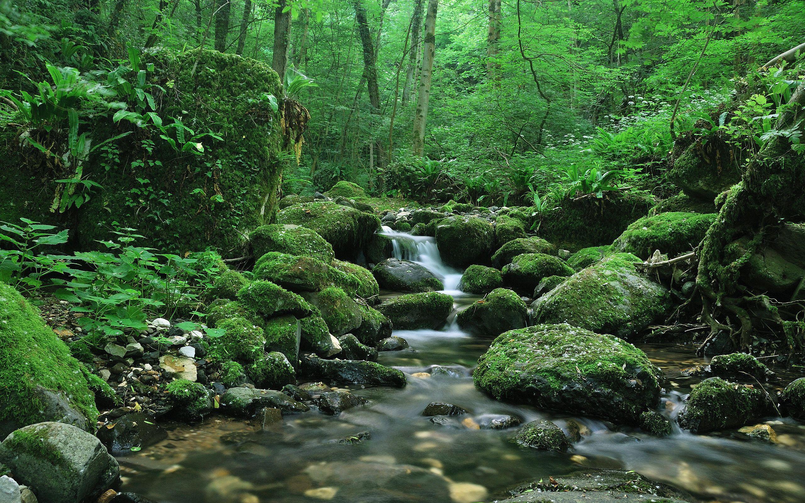 2560x1600 Forest Waterfall Wallpaper 46618 48029 .