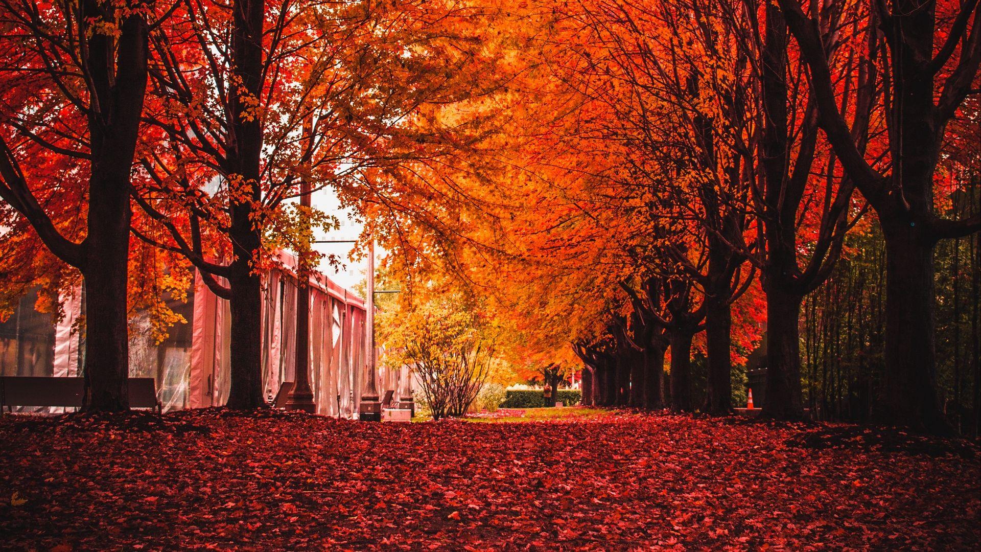 Autumn Trees Desktop Wallpapers - Top Free Autumn Trees Desktop