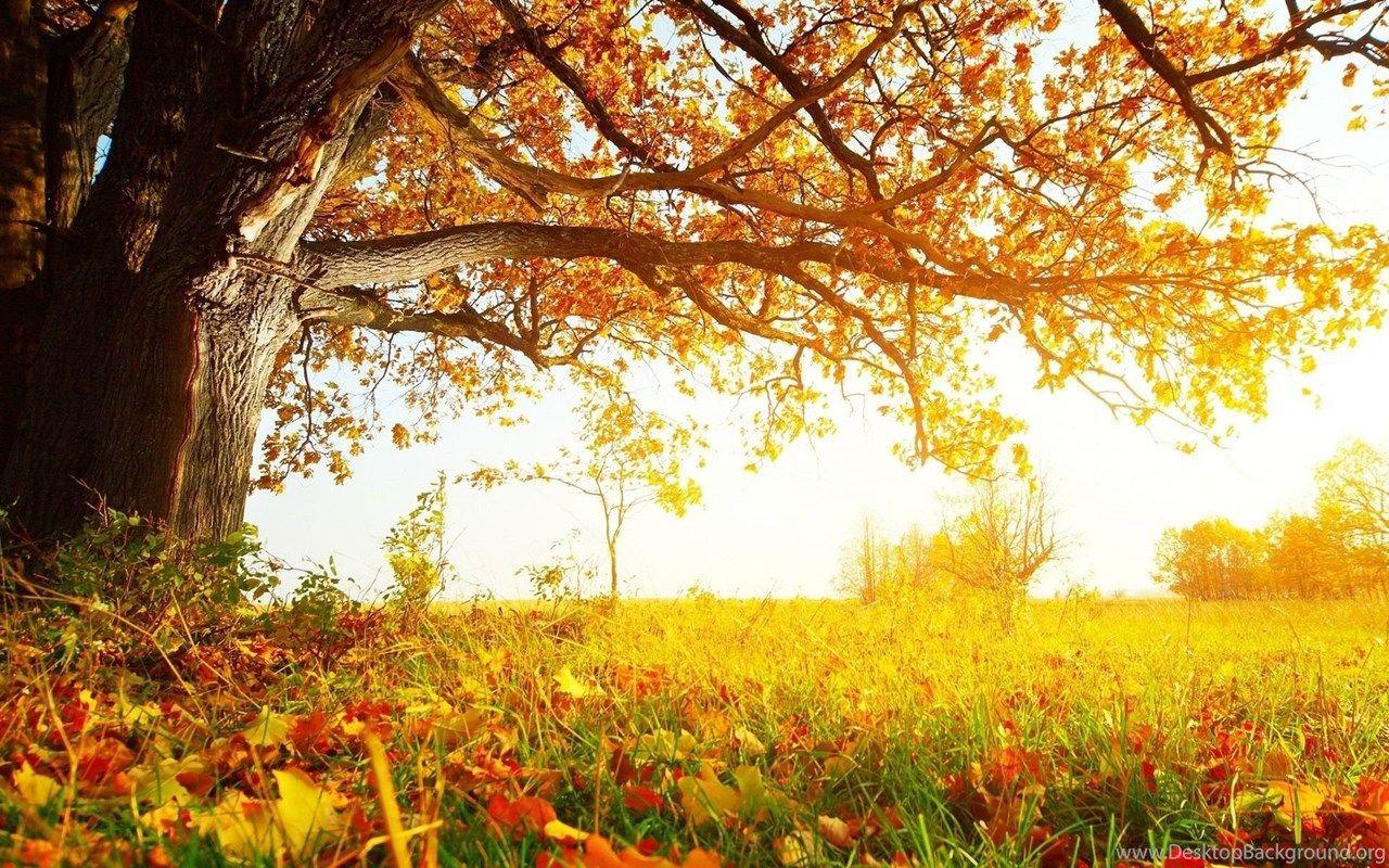 Autumn Trees Desktop Wallpapers - Top Free Autumn Trees Desktop ...