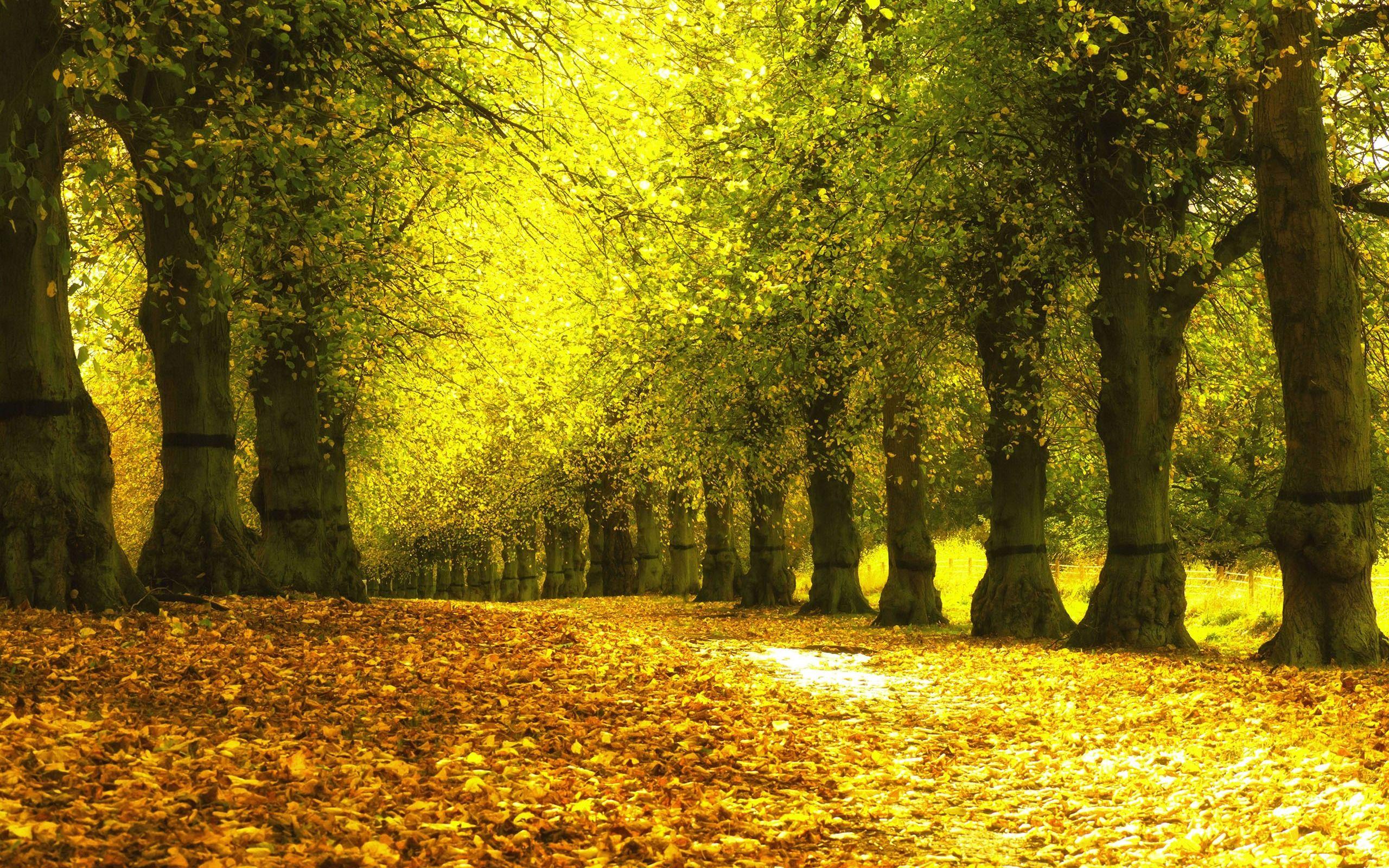 Autumn Trees Desktop Wallpapers - Top Free Autumn Trees Desktop ...