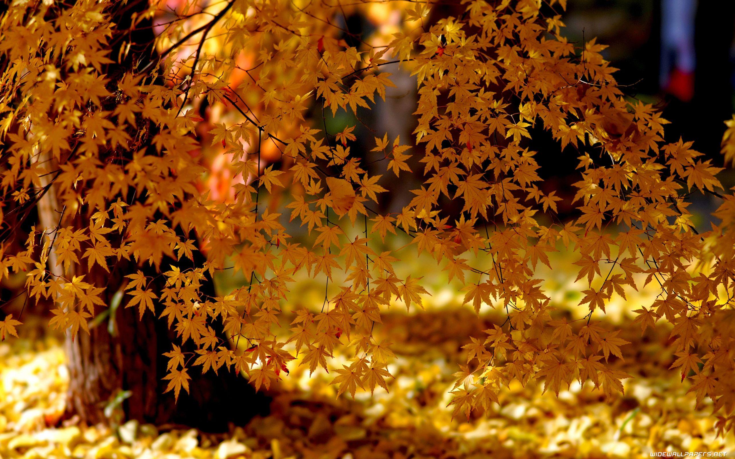 2560x1600 Autumn desktop wallpaper 4K Ultra HD4k.