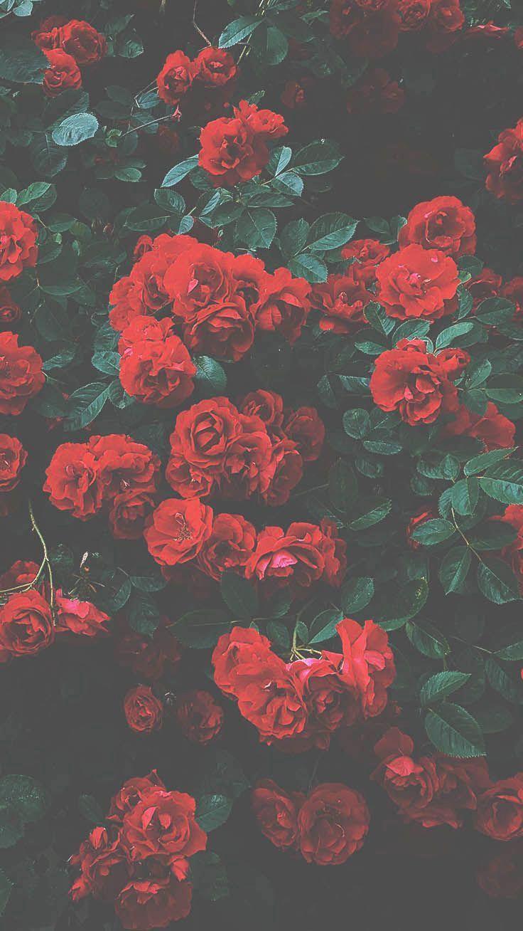 736x1308 Rose Wallpaper For iPhone