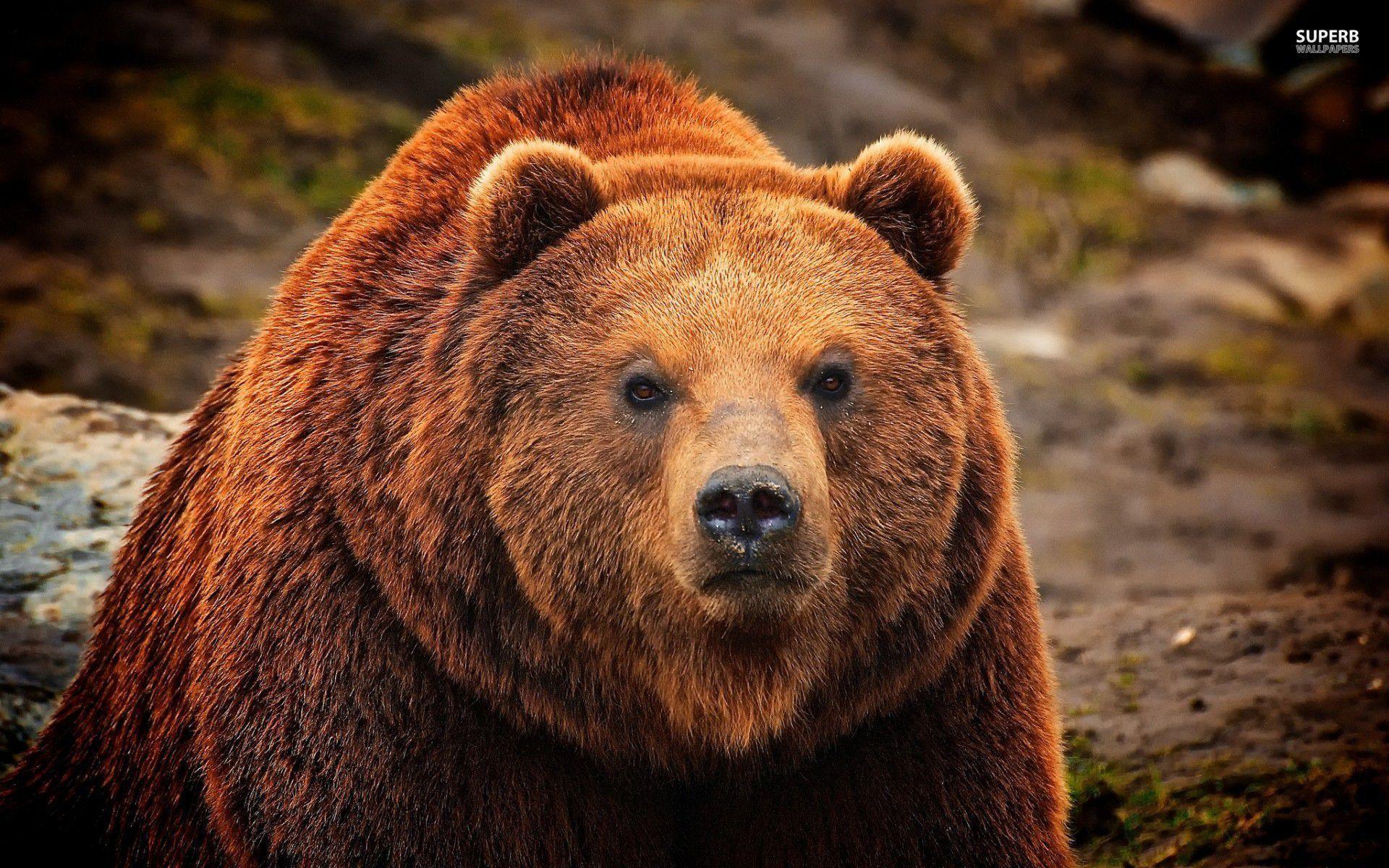 1920x1200 Grizzly Bear