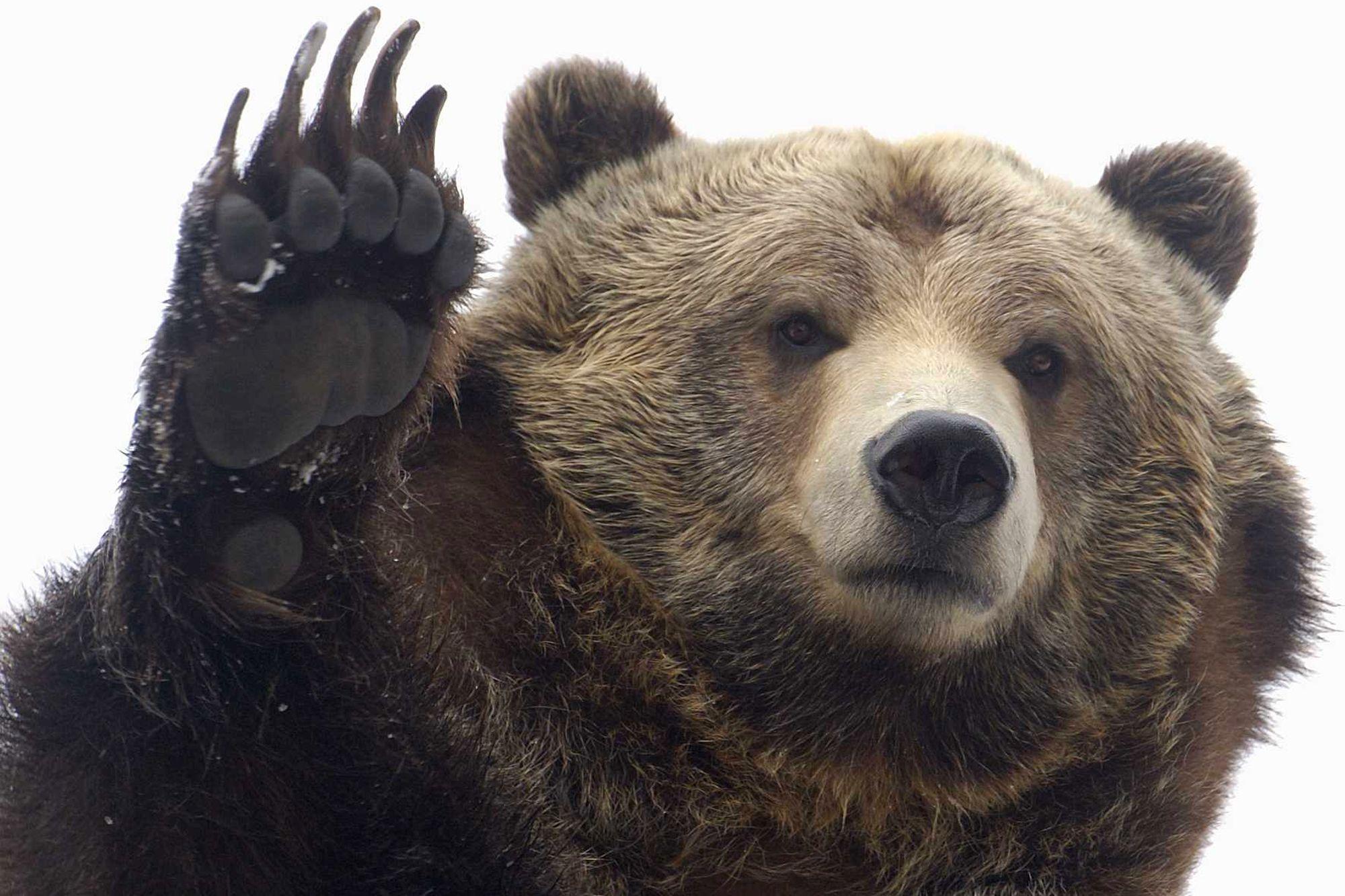 2000x1333 Bear