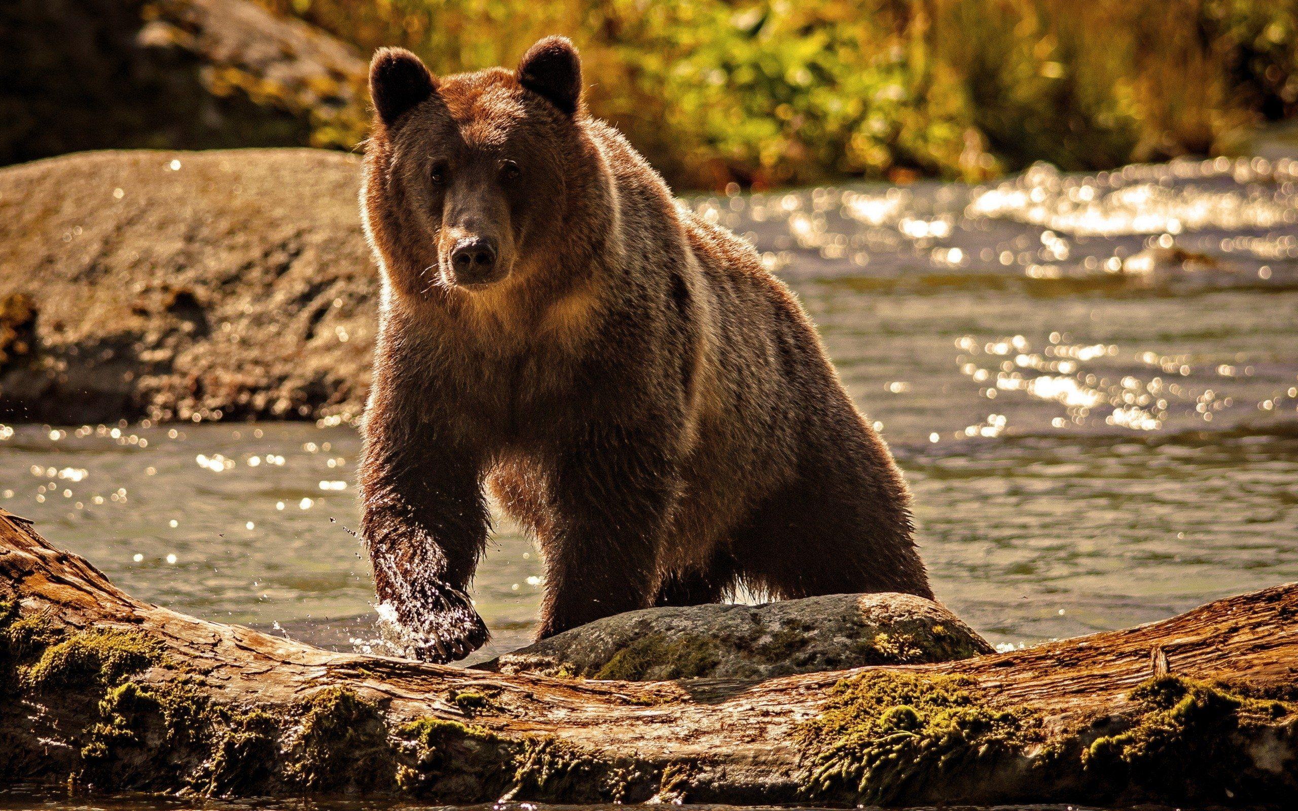 2560x1600 Grizzly Bear HD Wallpaper on .