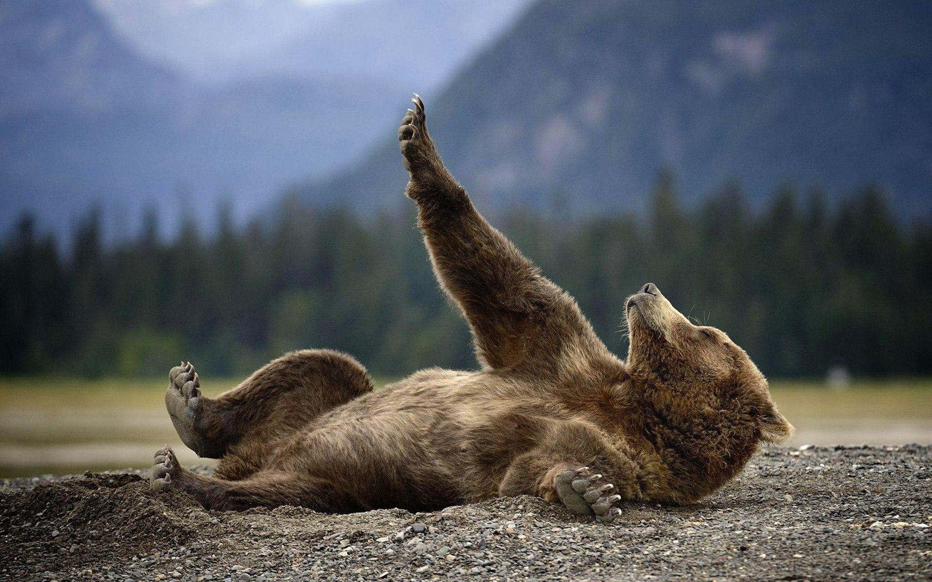 1920x1200 Bear Wallpaper .