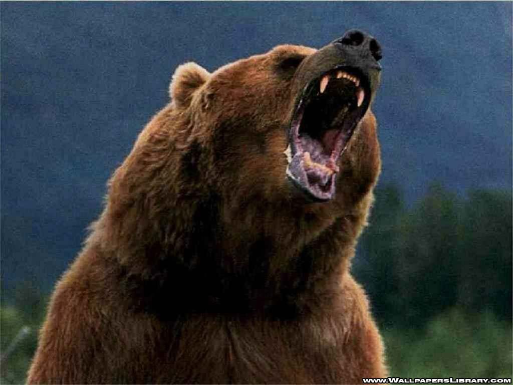 1024x768 Grizzly Bear