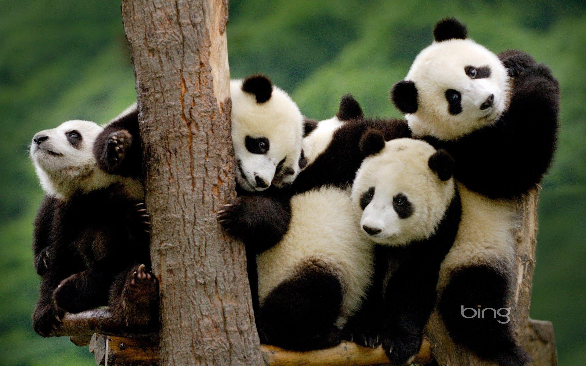 1920x1200 Panda Bear Wallpaper FREE Picture on .