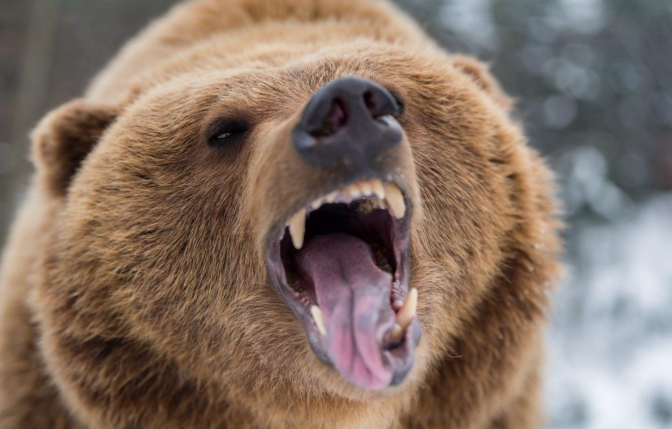 1332x850 Photo Wallpaper Bear, Nature, Fury .