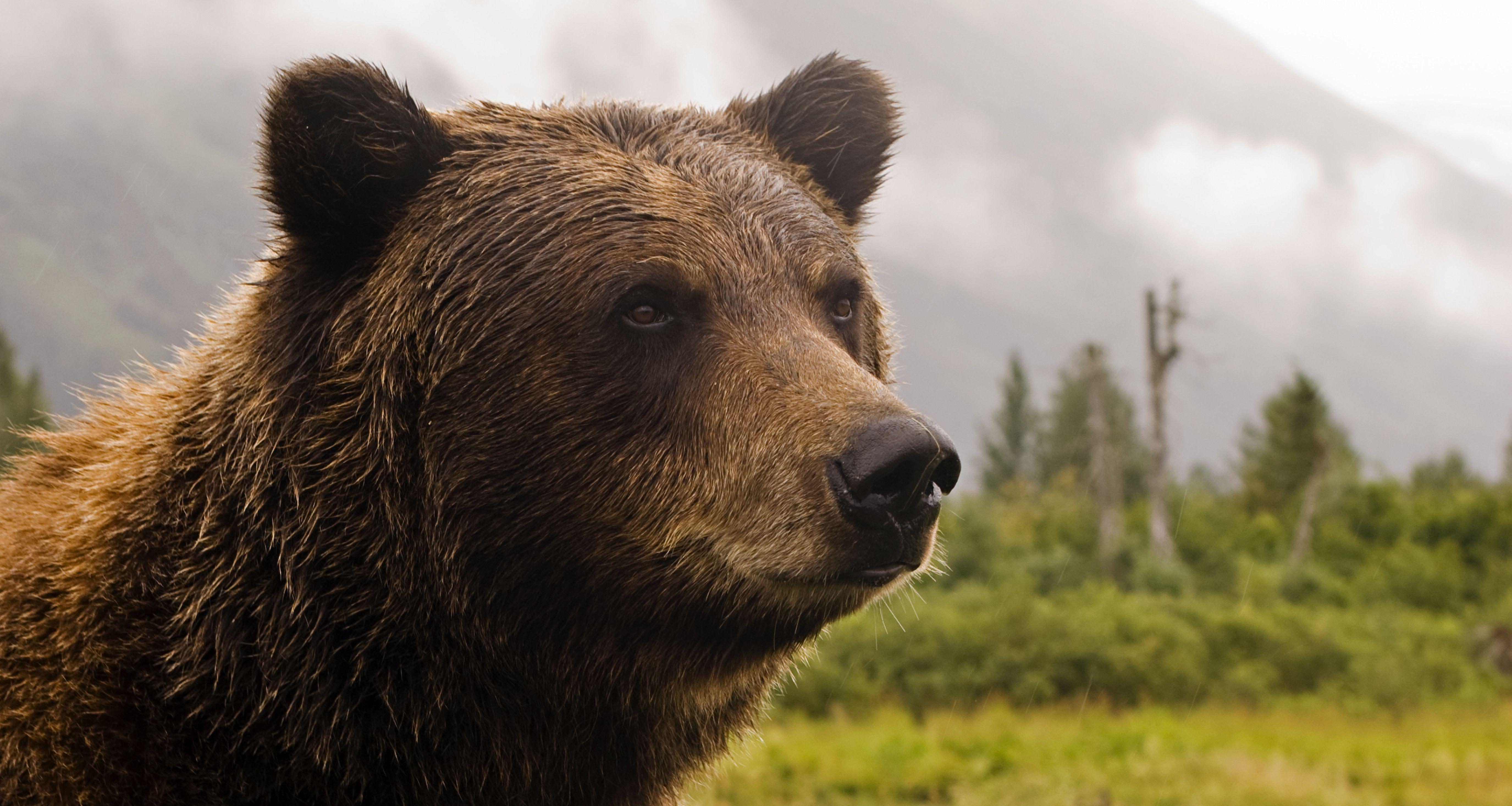 5500x2936 Bear Wallpaper .