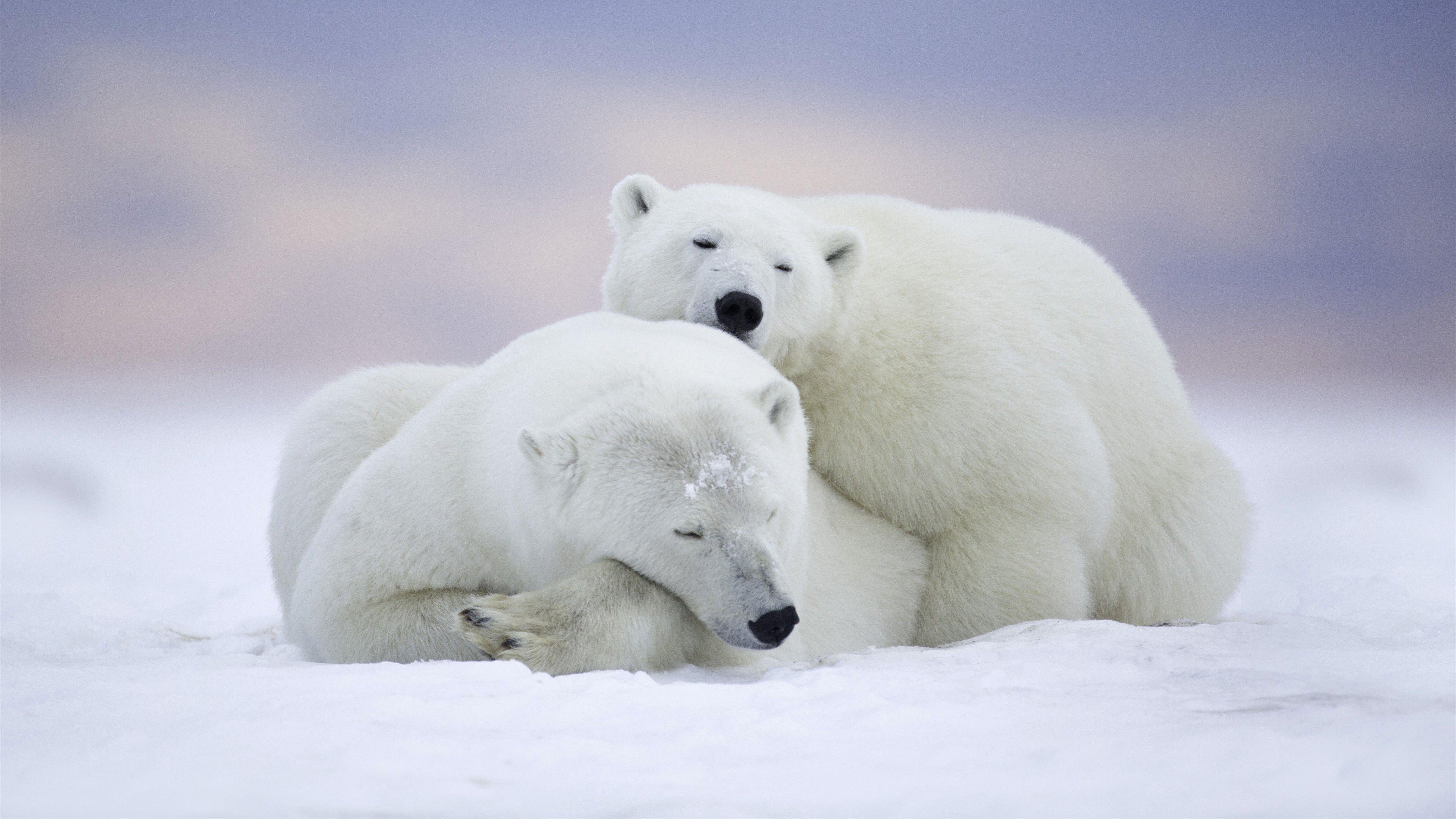5120x2879 Polar Bear Sleeping in Snow Fabulous .
