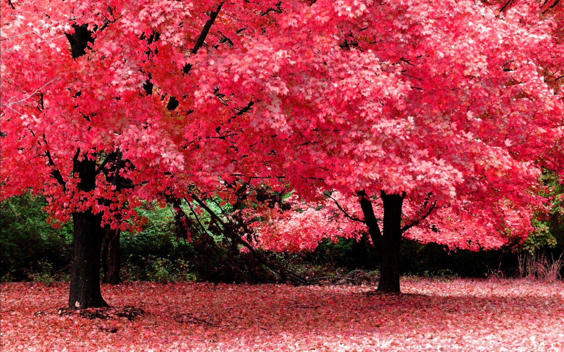 1920x1200 28++ Nature Spring Beautiful Desktop .bastywallpaper.