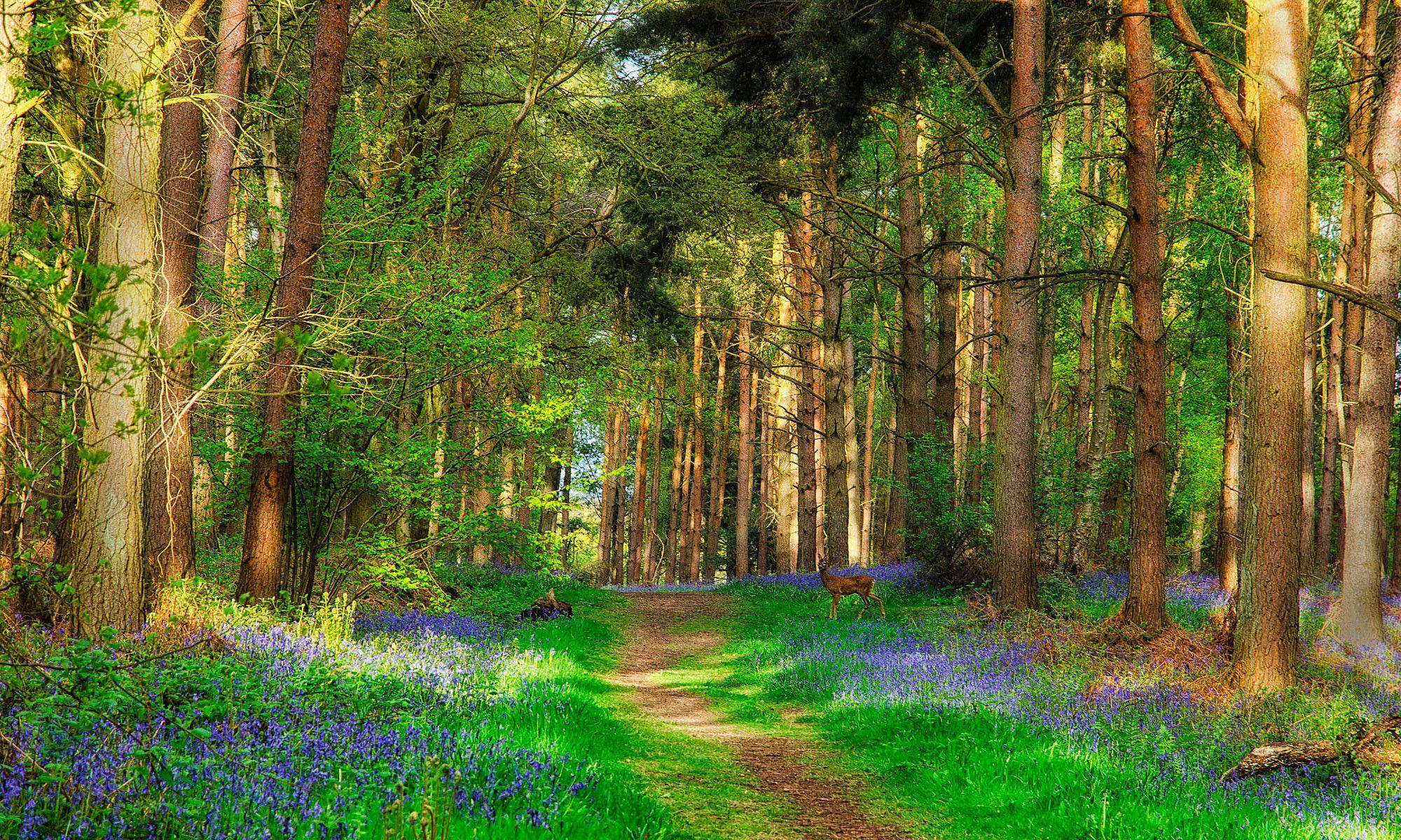 2000x1200 Deer And Forest Beautiful Spring Nature .