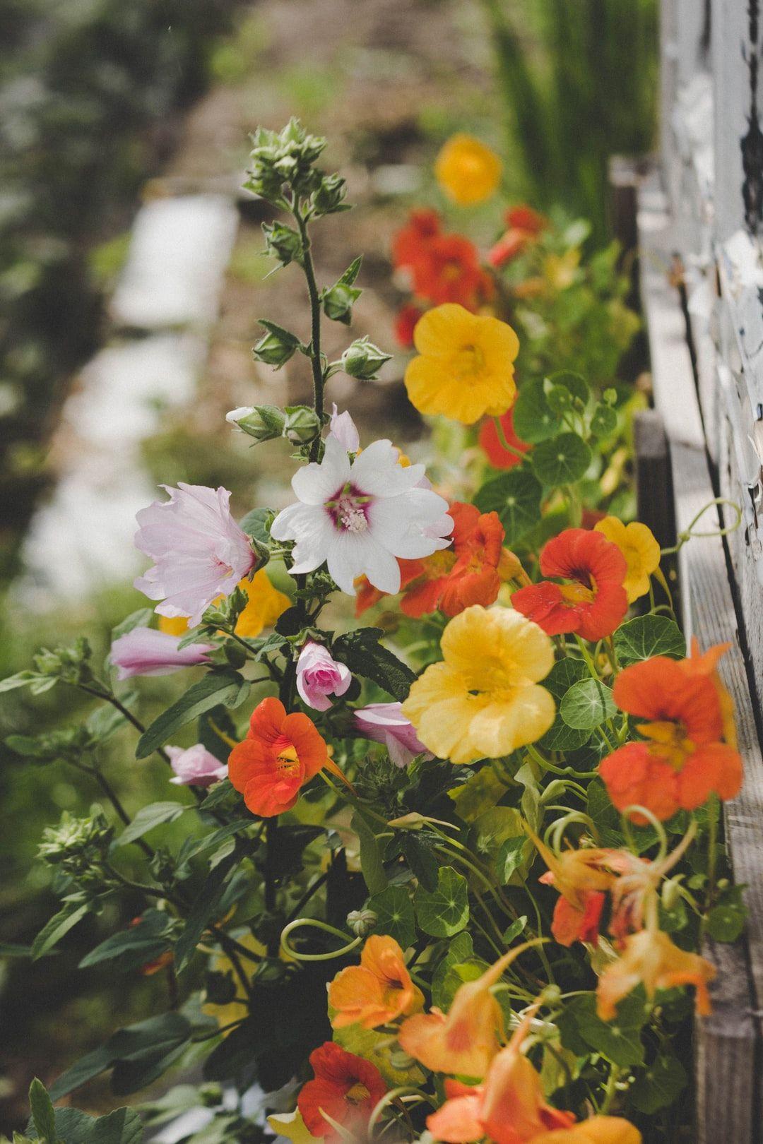 1080x1620 Flower Garden Picture. Download Free .com