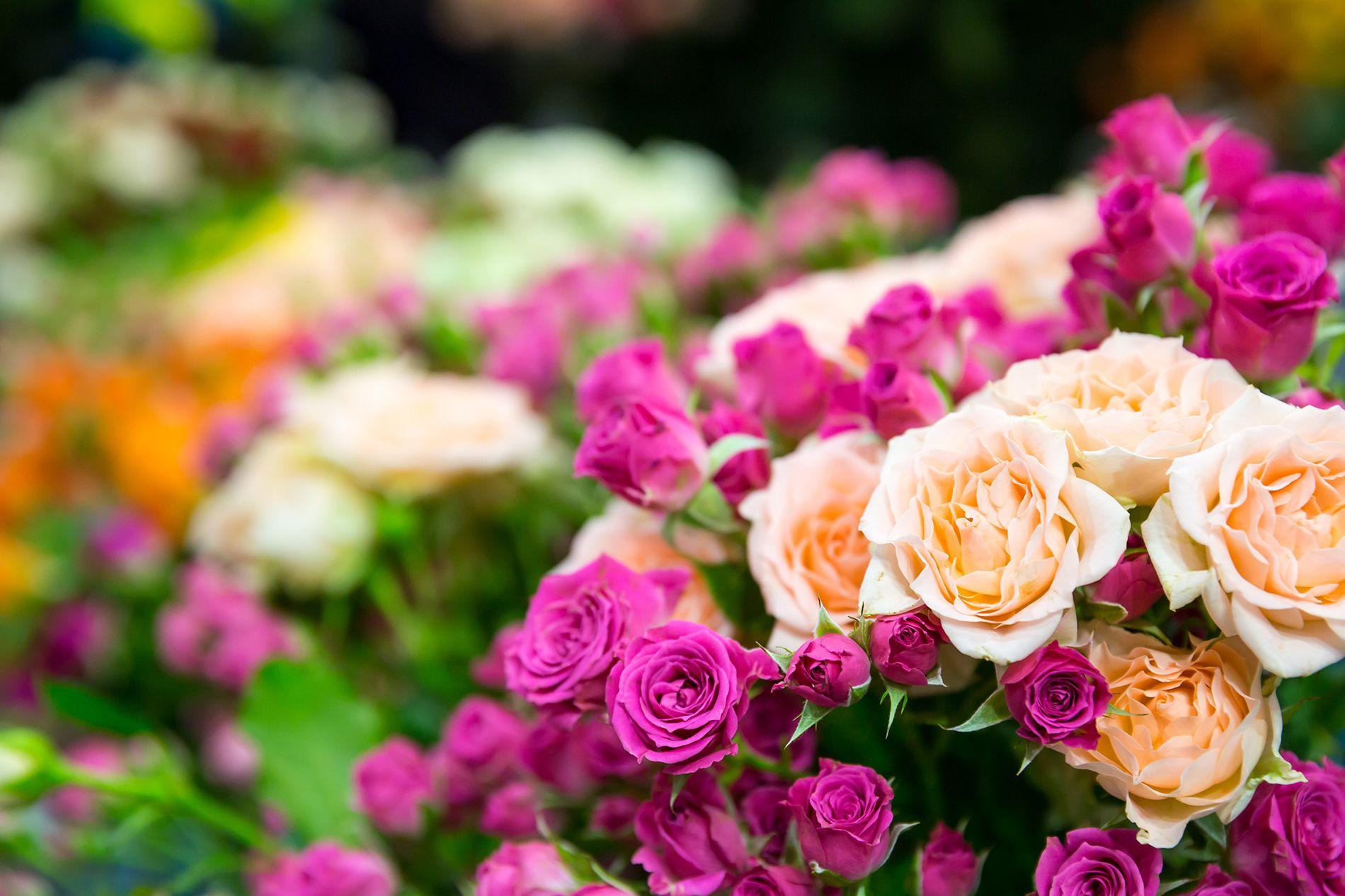 1900x1267 The garden of purple roses 53646 .