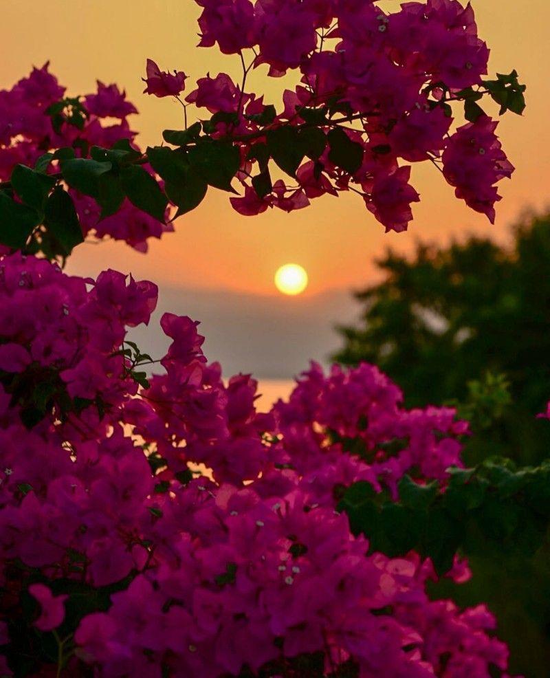 800x986 Beautiful flowers wallpaper, Flowers .com