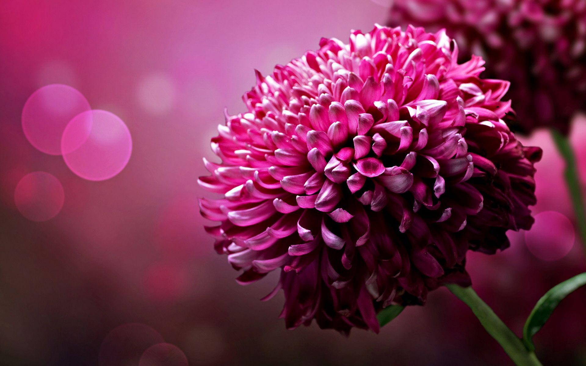 1920x1200 Large Flower Wallpaper And Image .