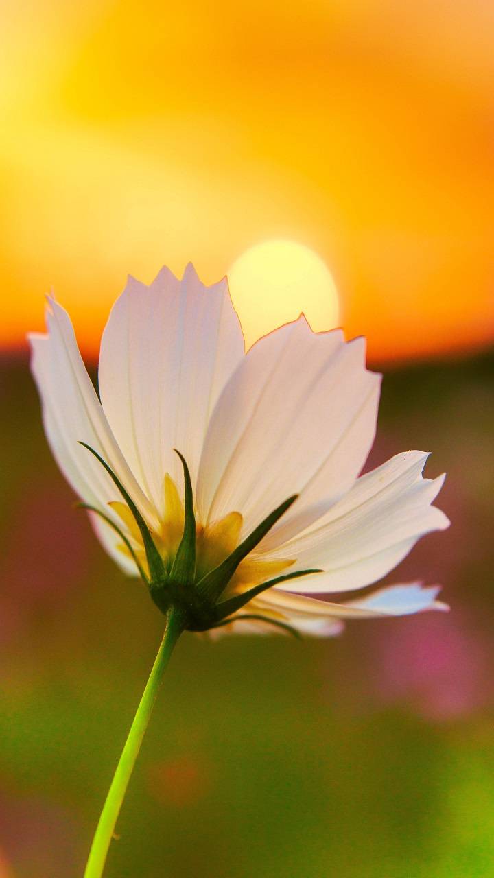 720x1280 Flower Wallpaper by ZEDGE™