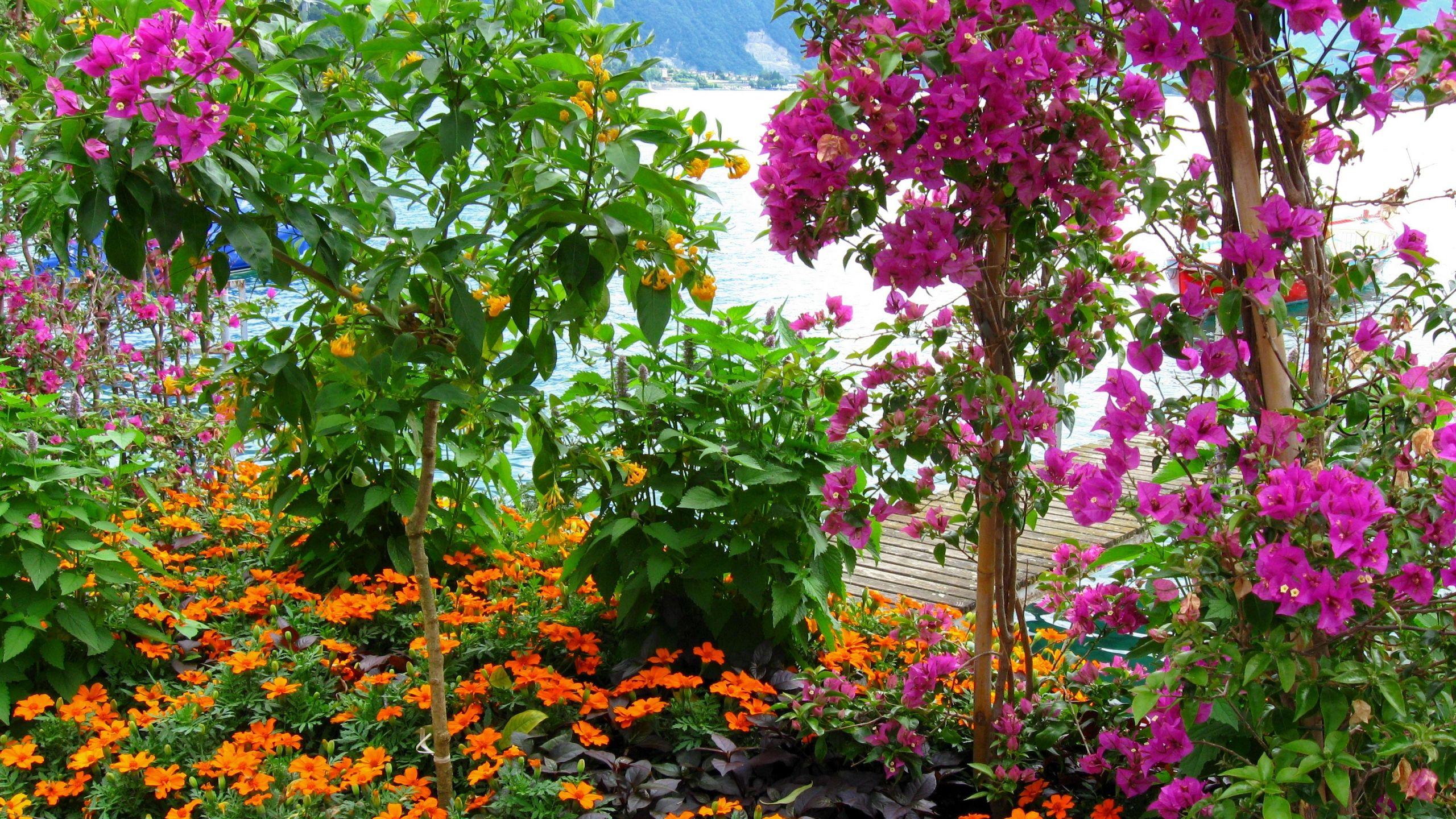2560x1440 Background Garden Flowers HD .