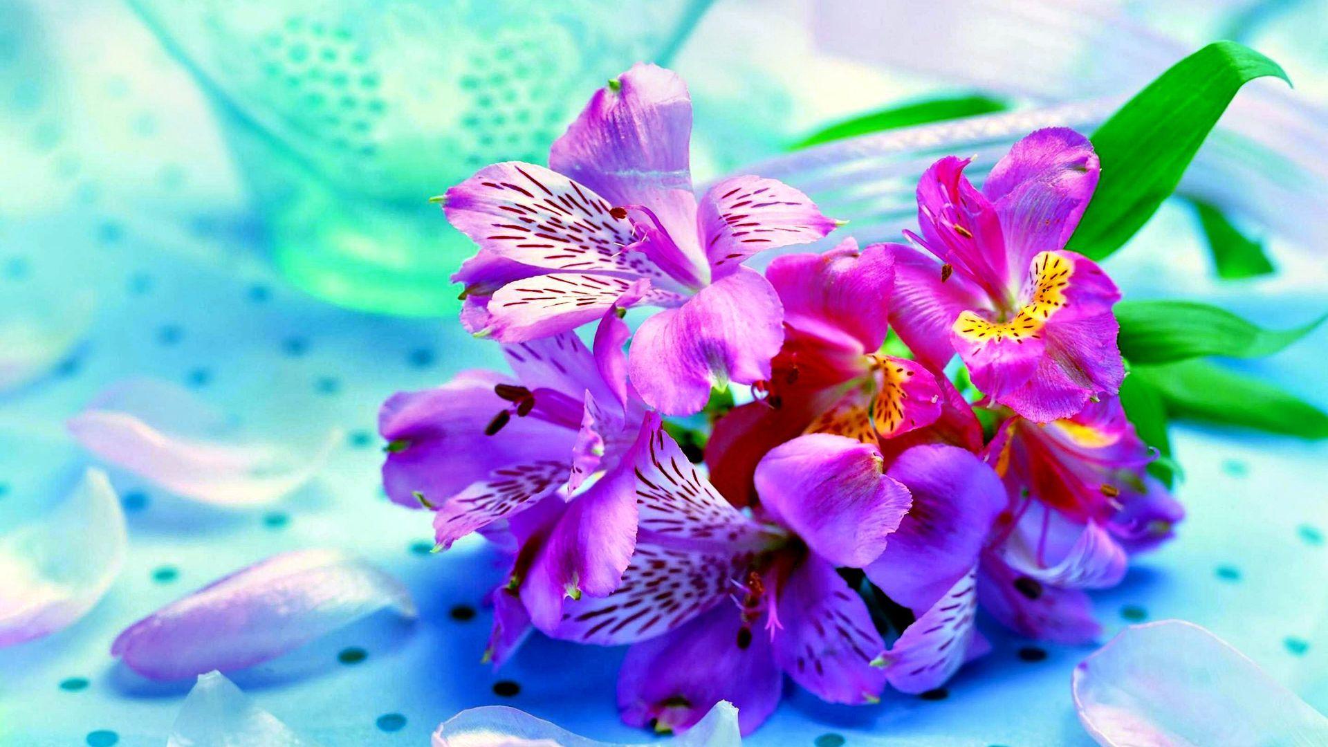1920x1080 New Flower Wallpaper Free Photo .
