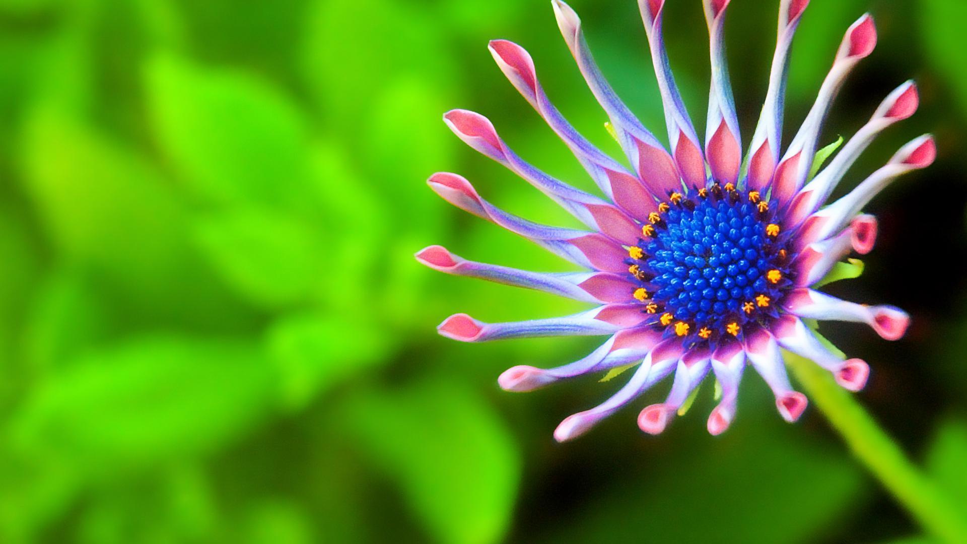 1920x1080 Best Flowers Wallpaper HD