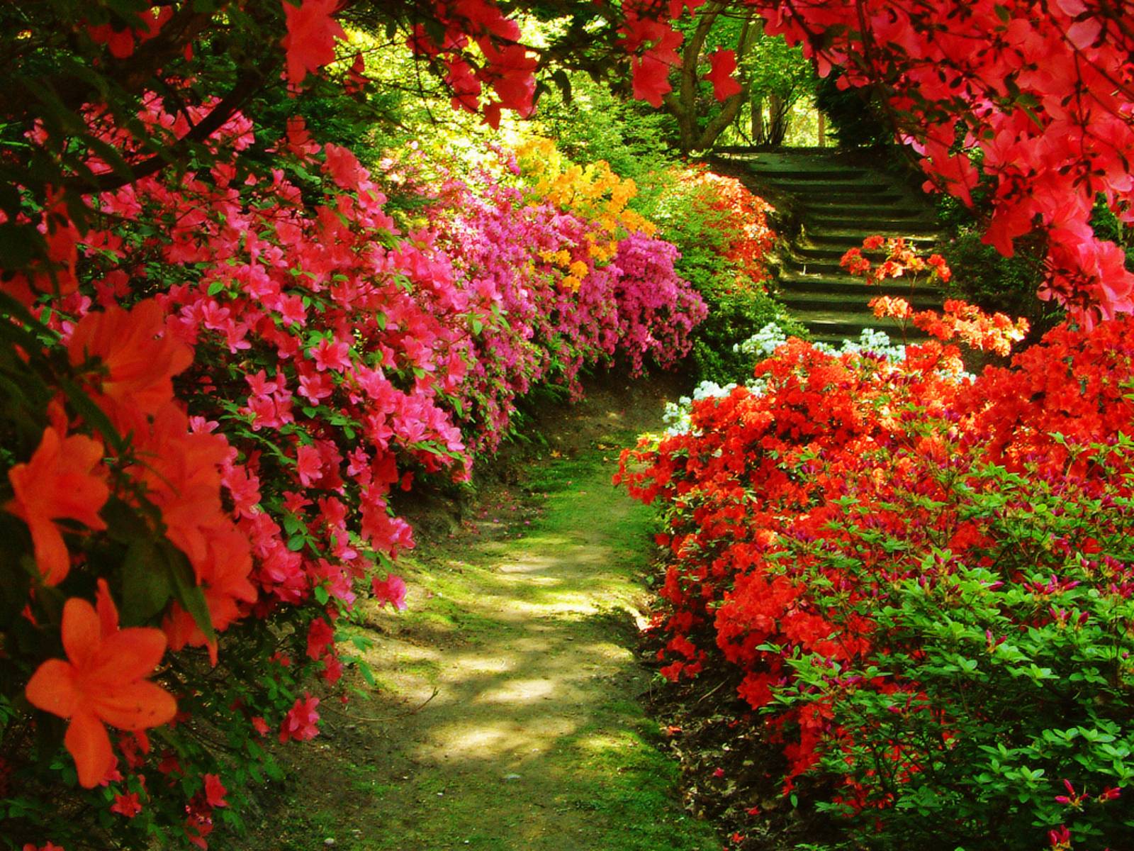 1600x1200 Lily Garden Desktop Wallpaper on .wallpaper.dog