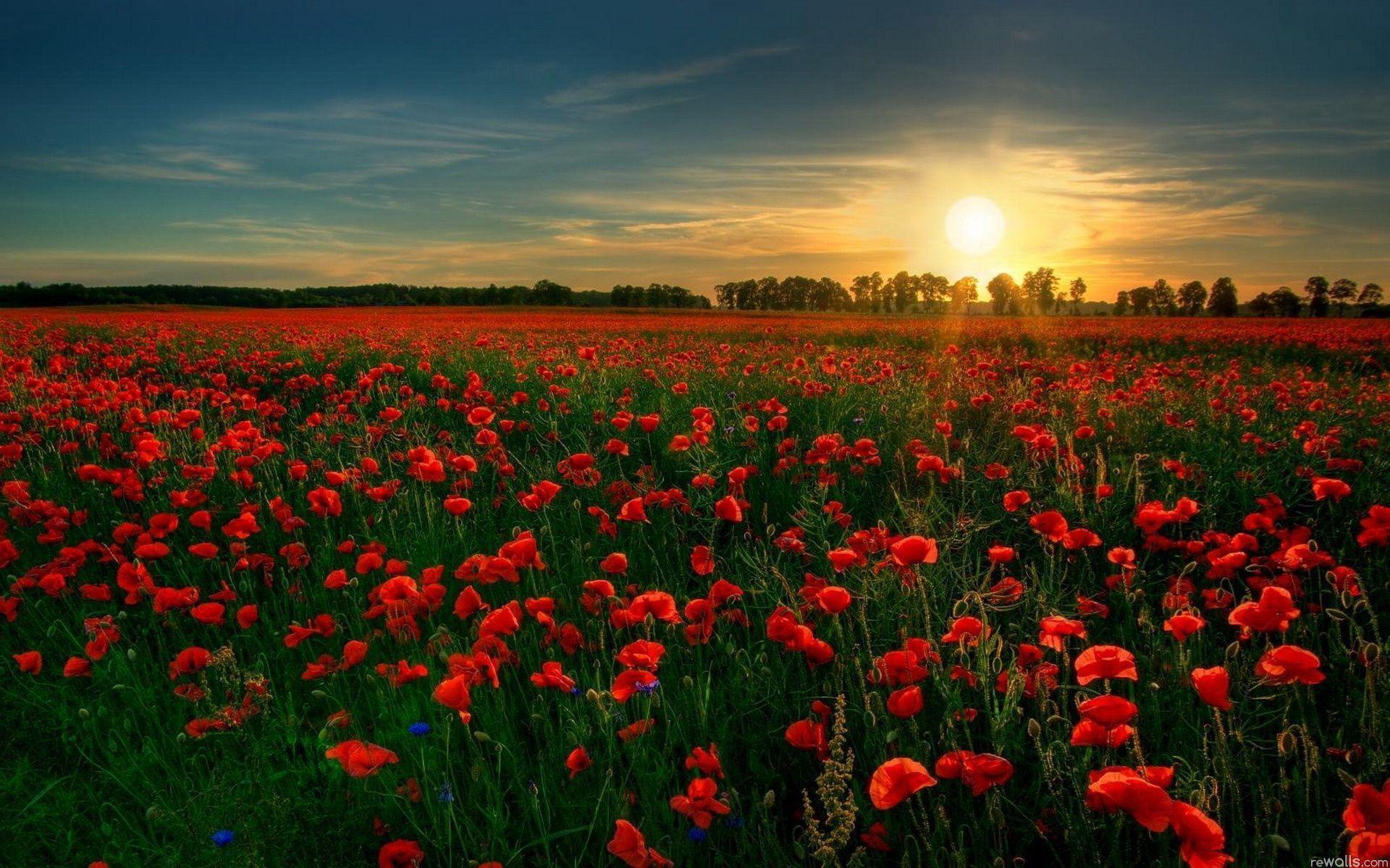 1920x1200 Flower Garden