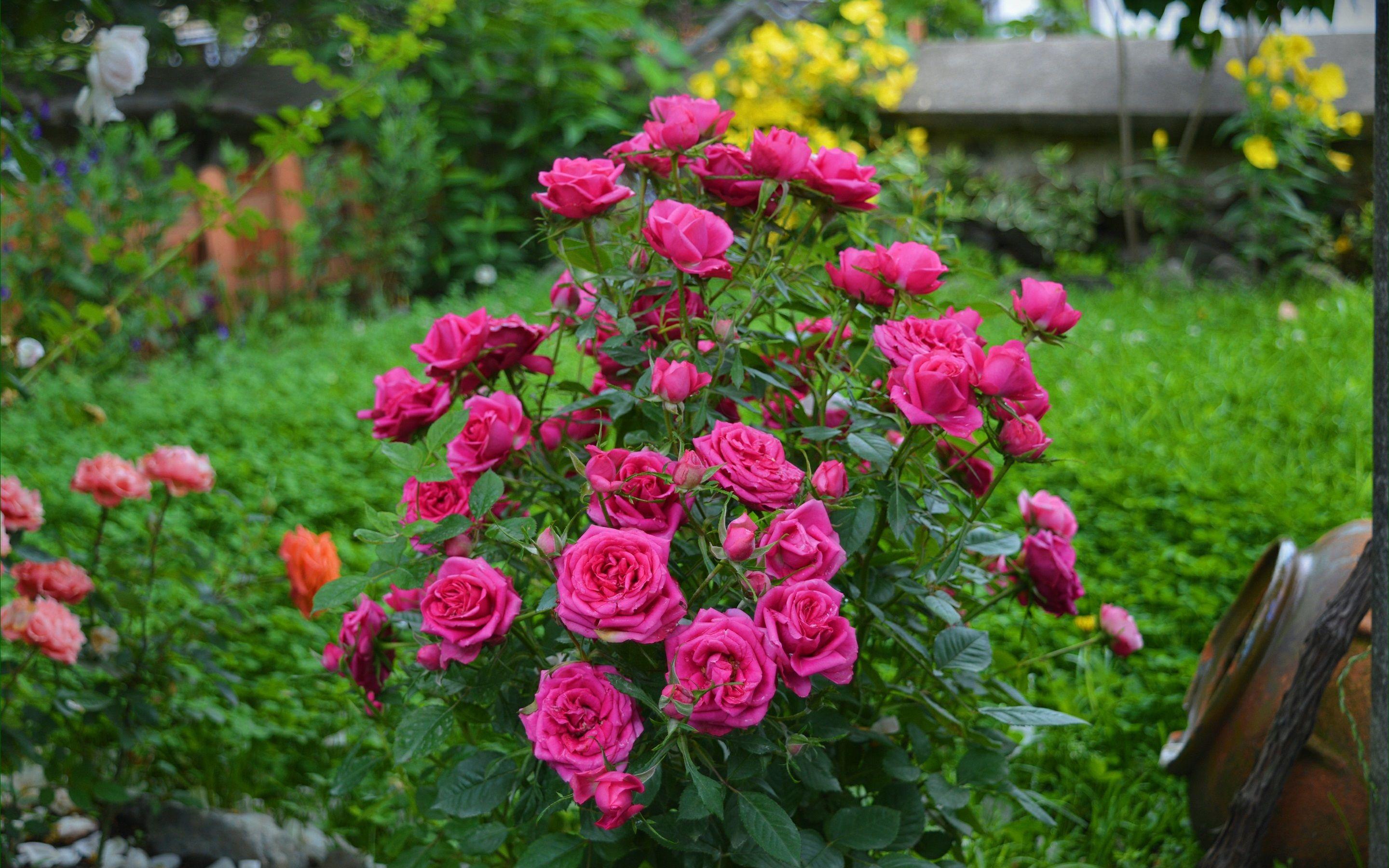 2880x1800 Wallpaper Pink Roses, Garden Flowers .best